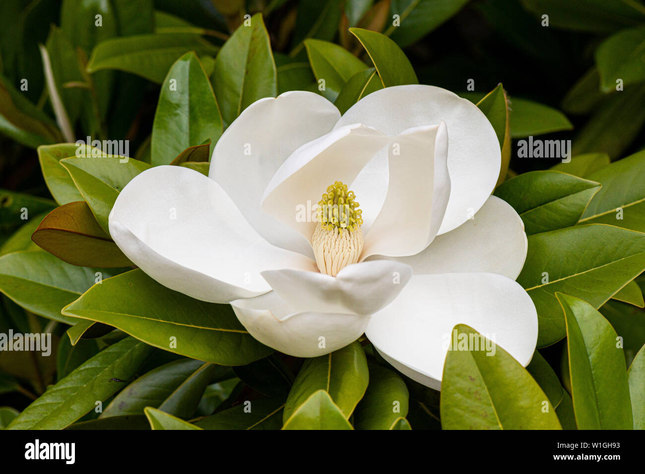La flor de un toro bay (Magnolia grandiflora) Foto de stock