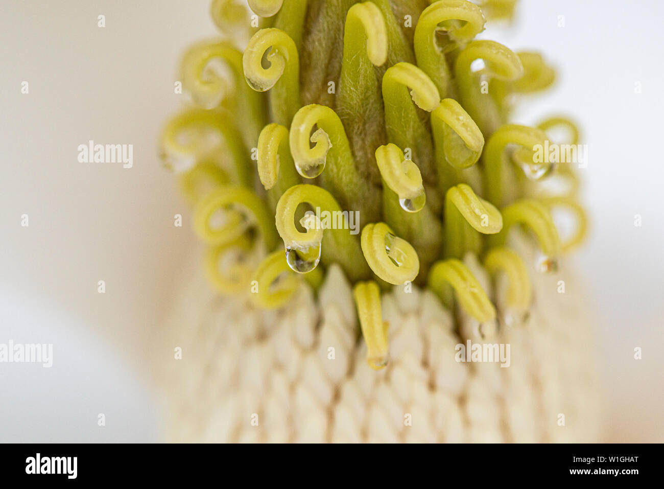 Primer plano de los estambres y los estigmas de la flor de un bull bay (Magnolia grandiflora) Foto de stock