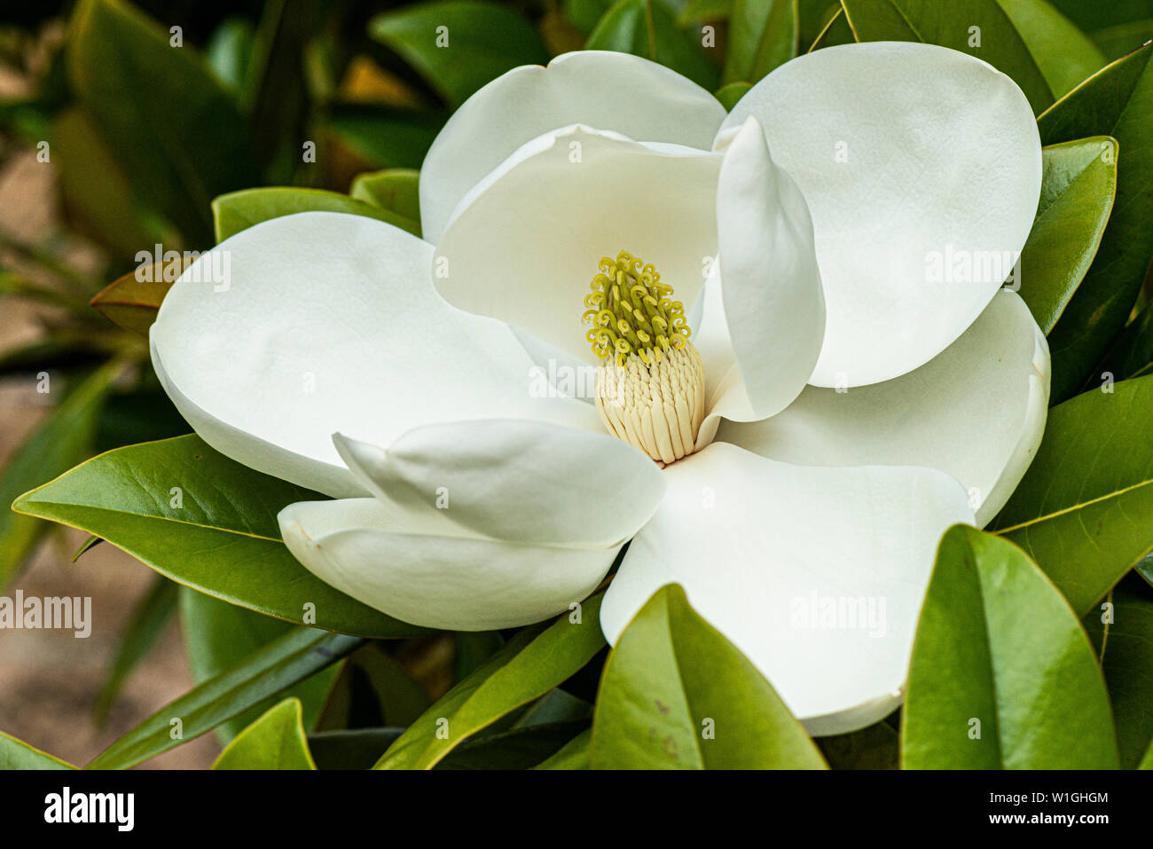 La flor de un toro bay (Magnolia grandiflora) Foto de stock