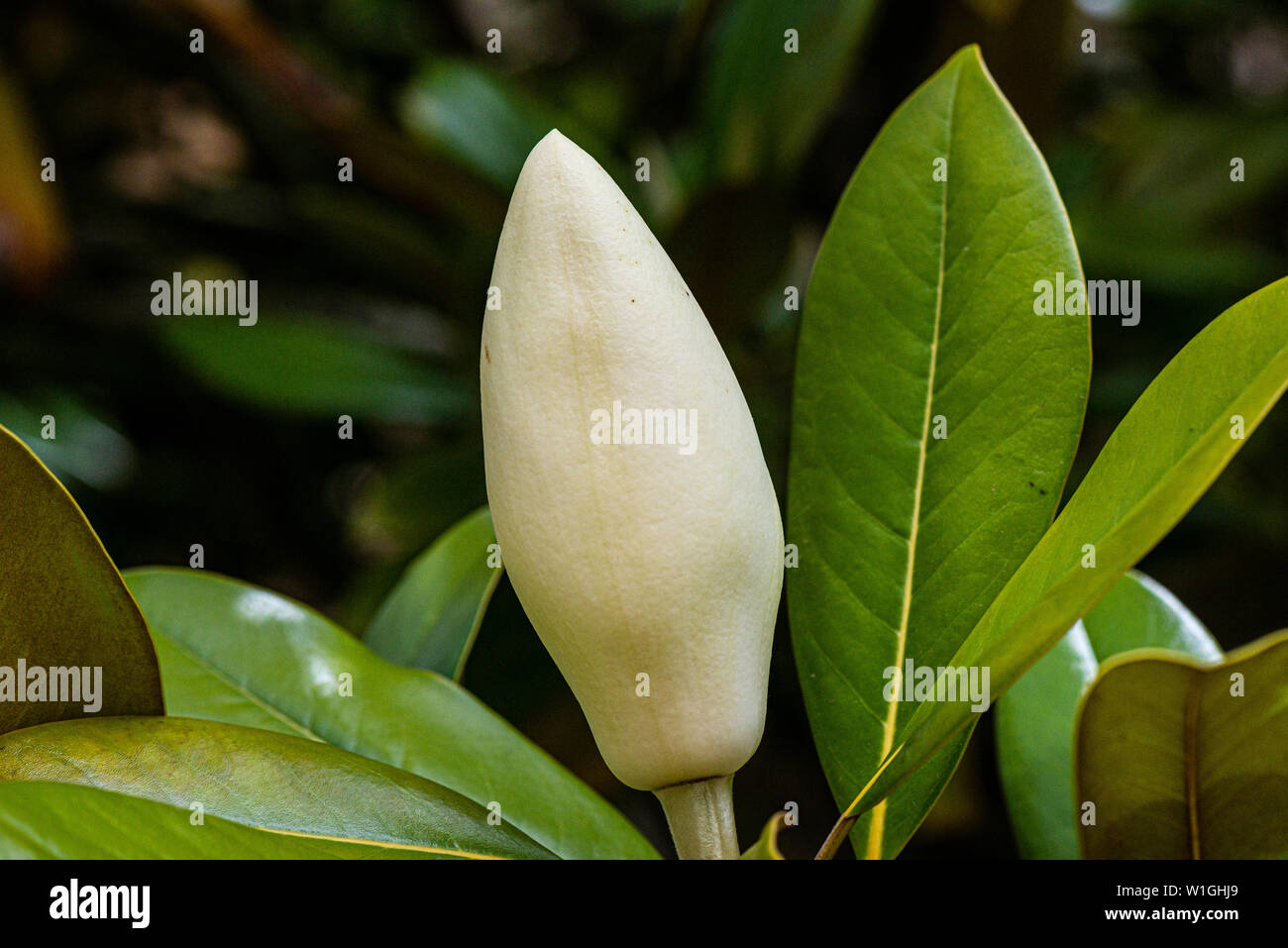 El capullo de bull bay (Magnolia grandiflora) Foto de stock