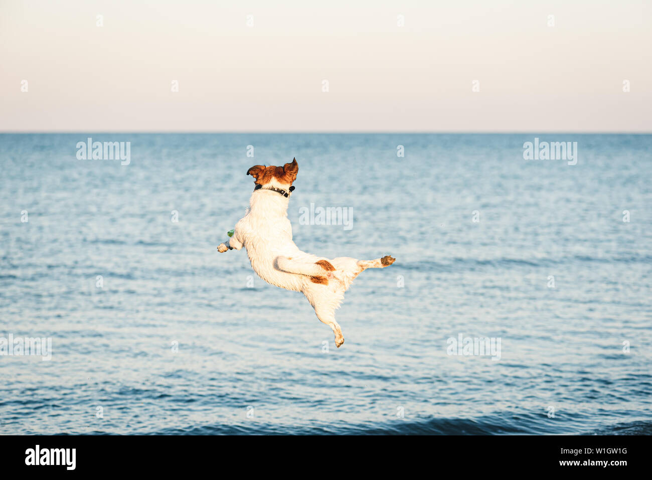 Perro ágil salta alto para atrapar flying disc en la playa Foto de stock