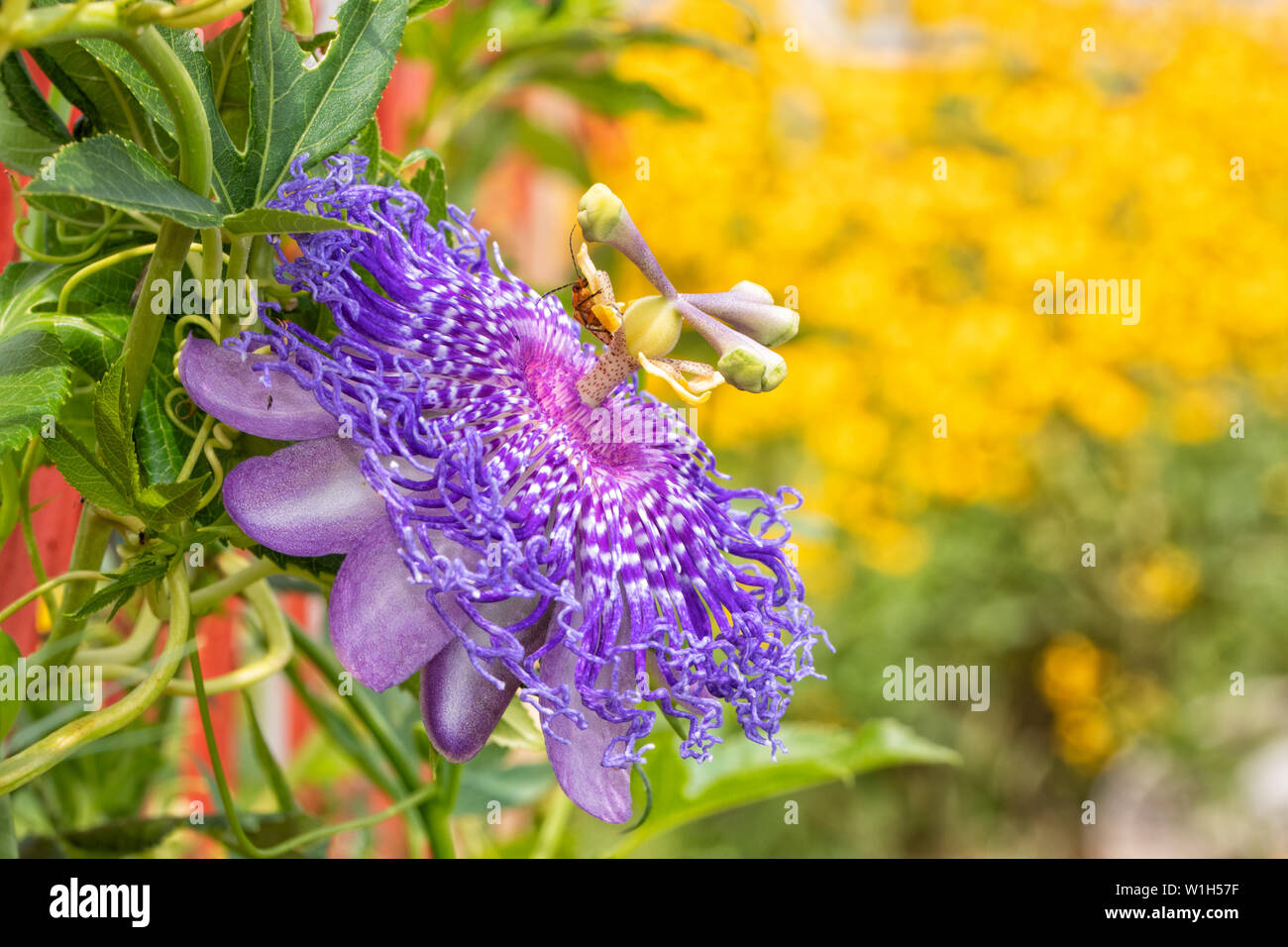 Hermoso púrpura Passionflower, la planta huésped para el Golfo Speyeria orugas de mariposas, florece en verano soleado jardín Foto de stock
