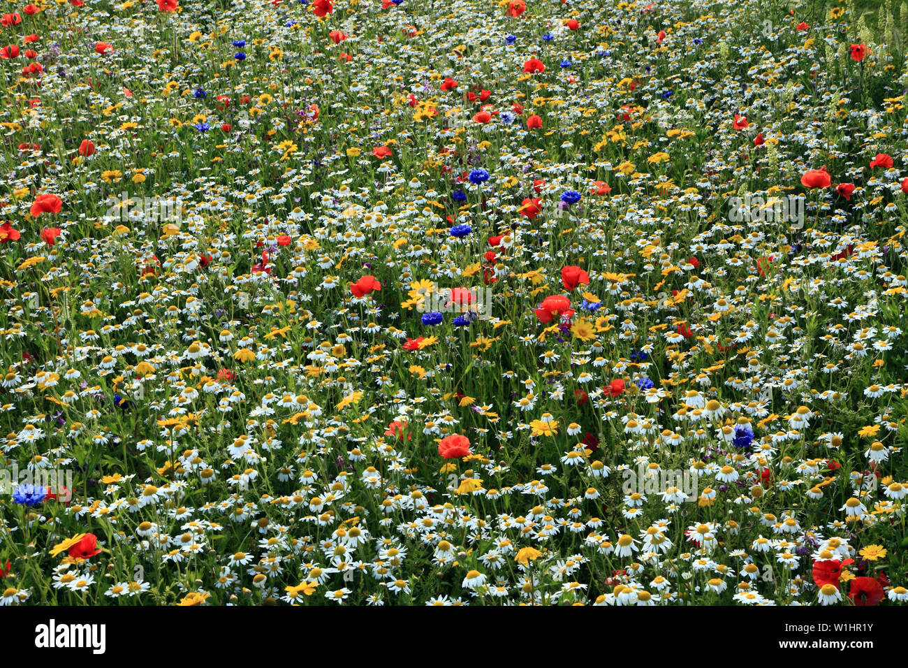 Amapolas, margaritas, aciano, flores silvestres, wildflower garden, borde colorido Foto de stock