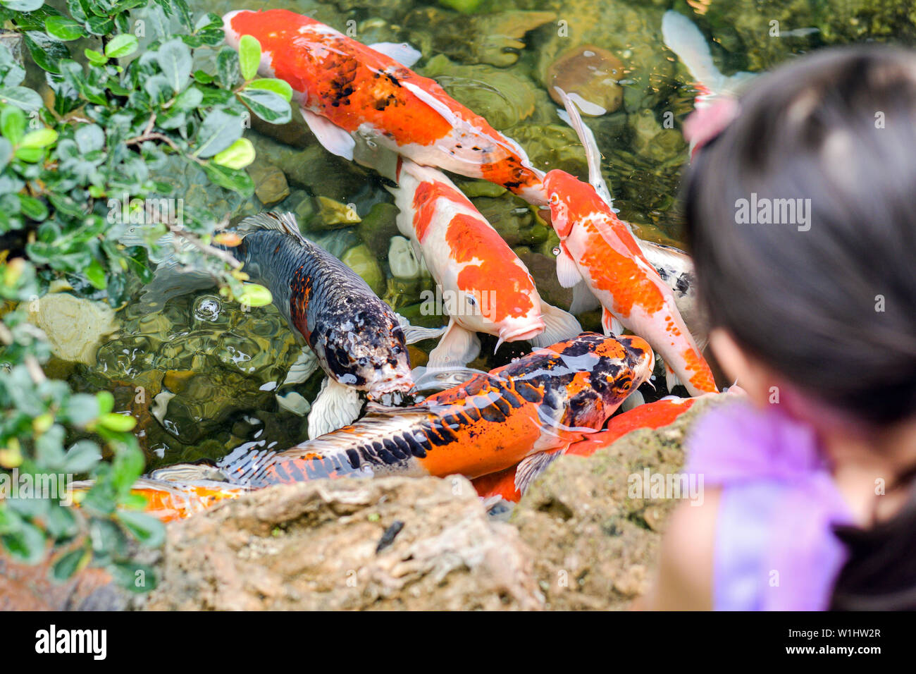 Carpas Koi Cyprinus carpio ,los niños están viendo koi fish cerca de la superficie del agua en el estanque Foto de stock