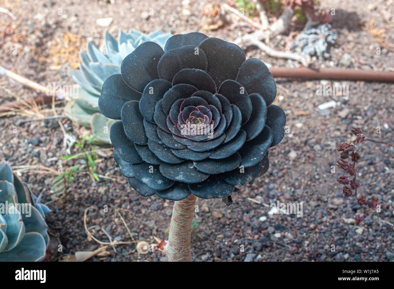 Rosa Negra - Aeonium arboreum Zwartkop '' en un jardín de cactus y  suculentas fotografiado en Tel Aviv, Israel en mayo Fotografía de stock -  Alamy