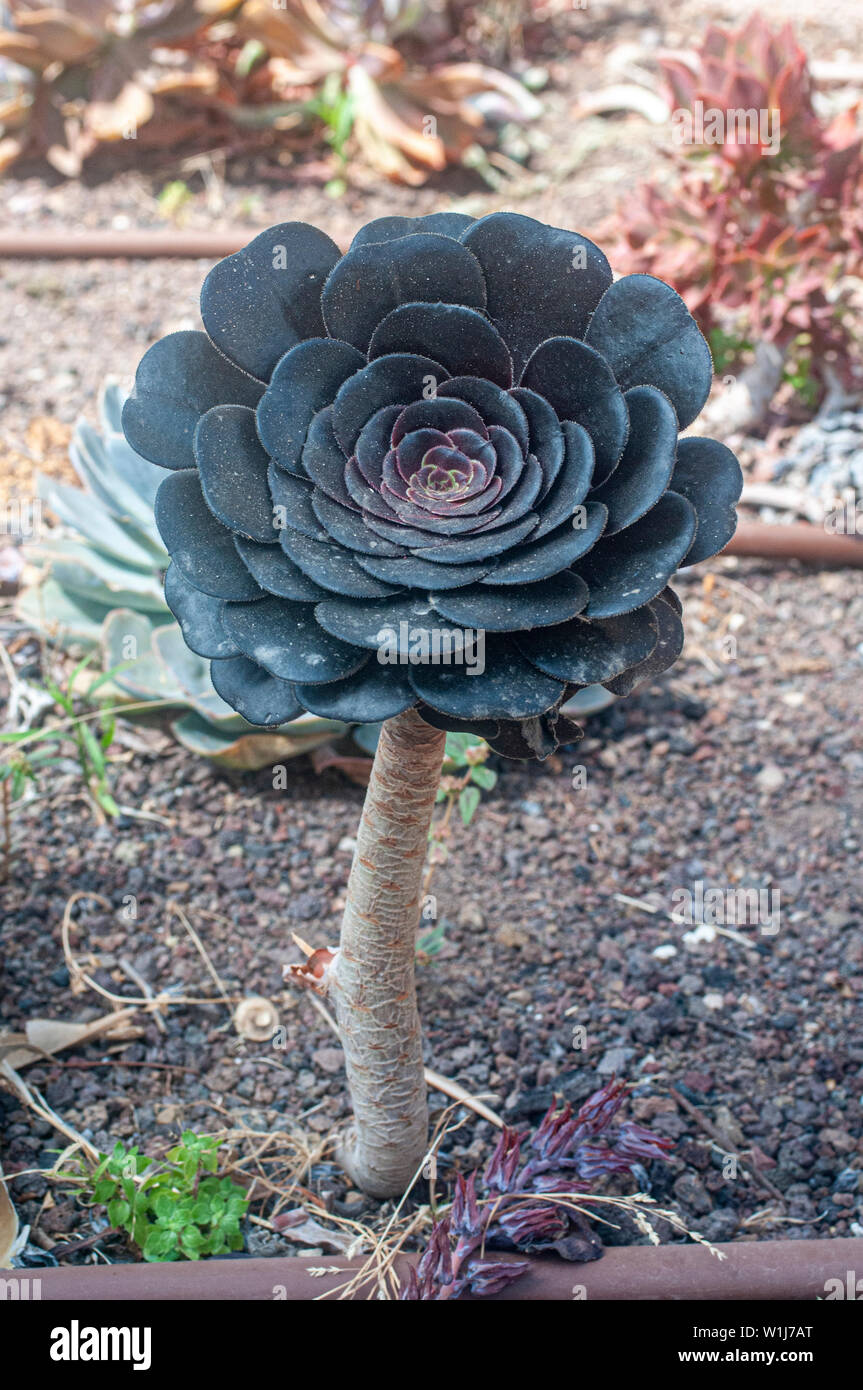 Rosa Negra - Aeonium arboreum Zwartkop '' en un jardín de cactus y  suculentas fotografiado en Tel Aviv, Israel en mayo Fotografía de stock -  Alamy