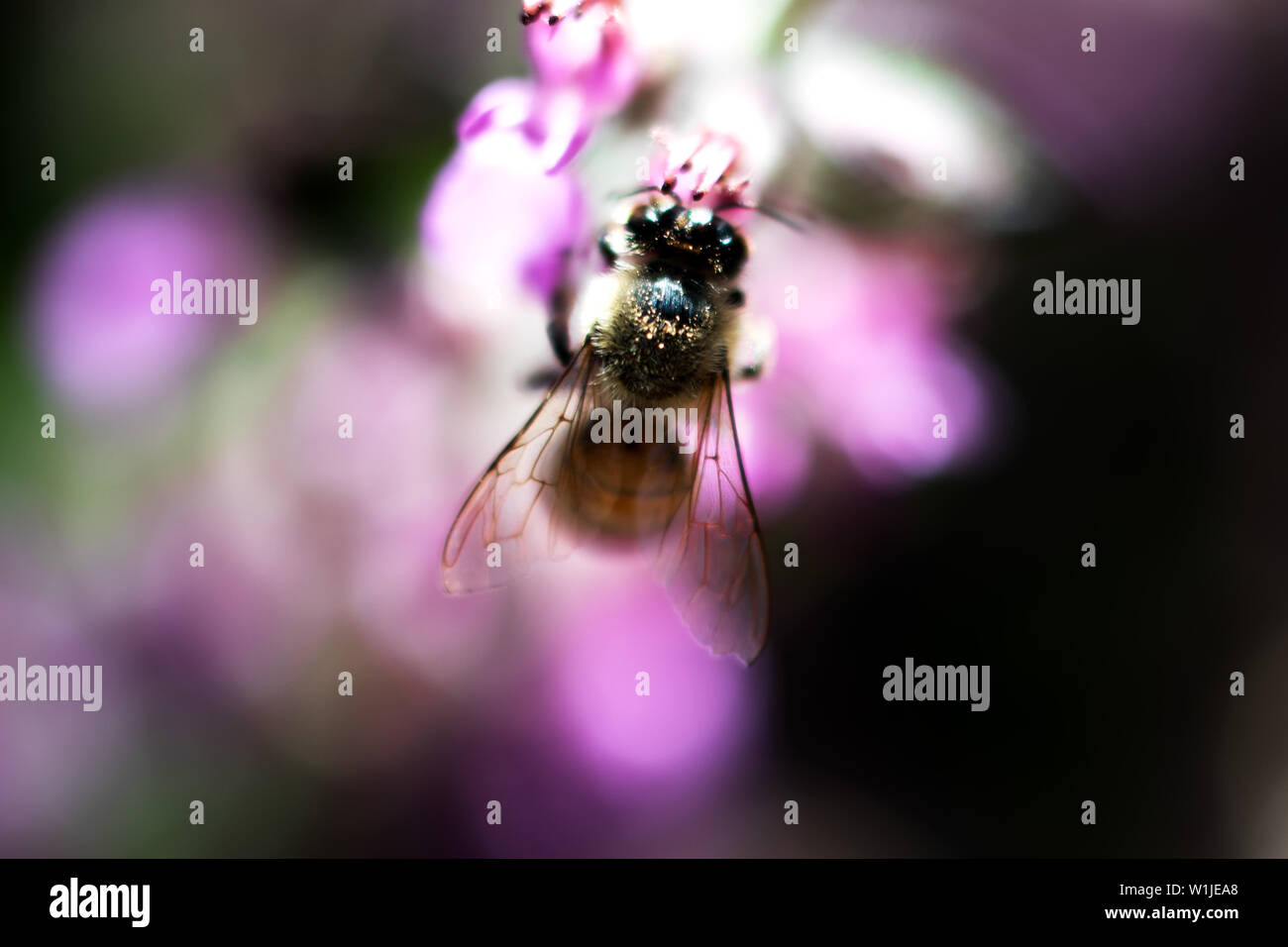 Miel de abejas recogiendo polen en amarillo morado con fondo verde y morado Foto de stock