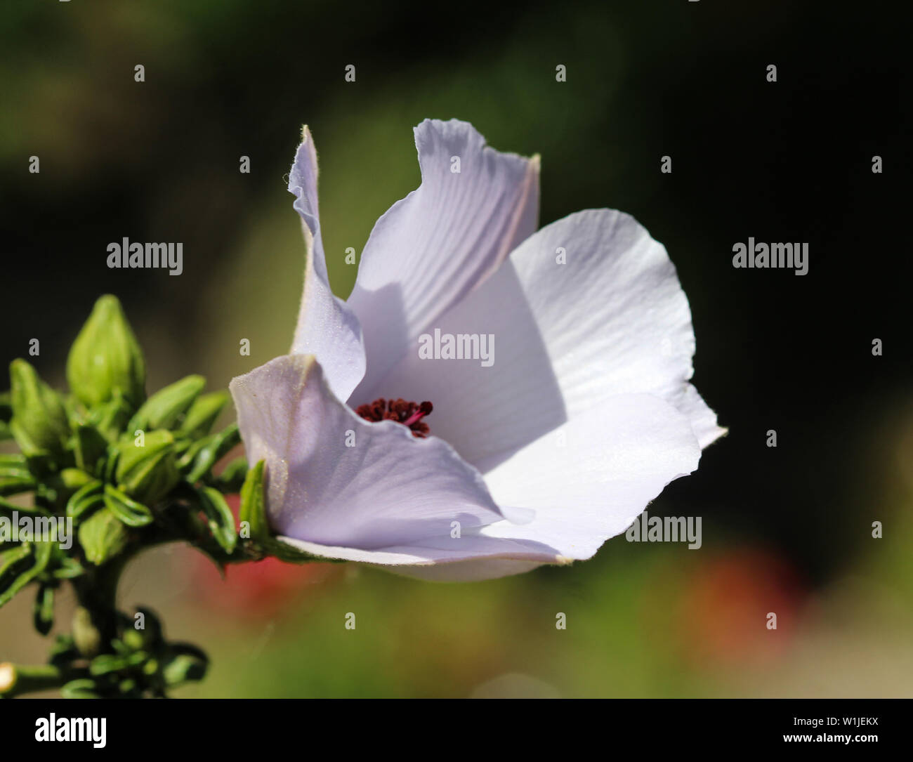 Cerca de Althaea officinalis, o marsh mallow flor que florece en la primavera en el jardín Foto de stock