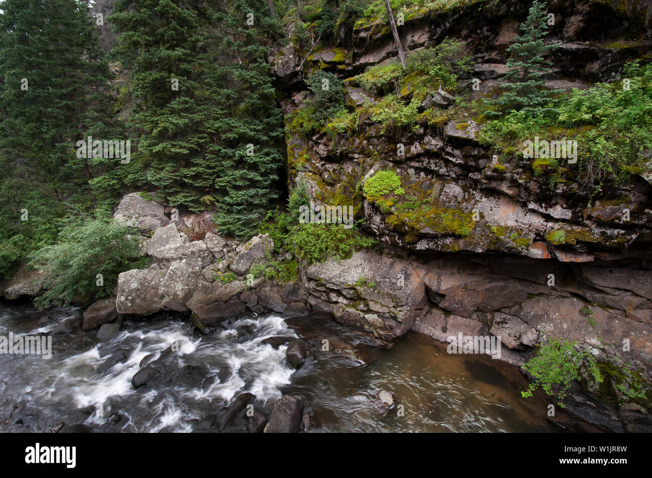 El bosque se ilumina de color verde como la bifurcación sur del Río Grande, cascadas de Wolf Creek Pass fuera South Fork, Colorado. (C) 2014 Tom Kell Foto de stock