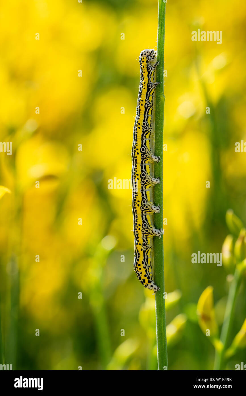Caterpillar de Apopestes spectrum polilla. Especies mediterráneas. Negro, amarillo y blanco rayado en larva habitata natural - Genista. Foto de stock