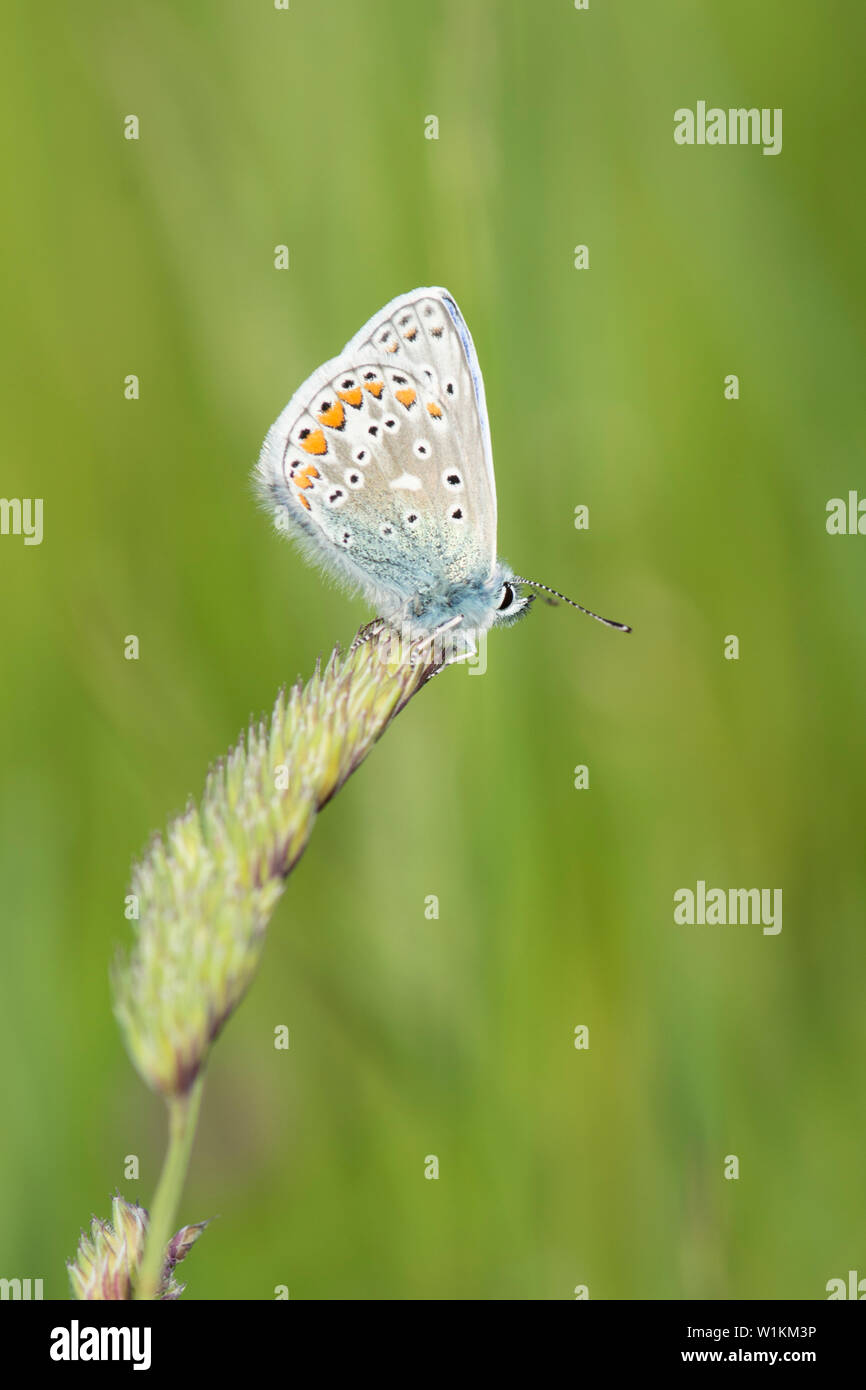 Azul común, Polyommatus icarus, macho, mariposas, parte inferior, descansando sobre la cabeza de semilla de pasto, Essex, Reino Unido, Mayo Foto de stock