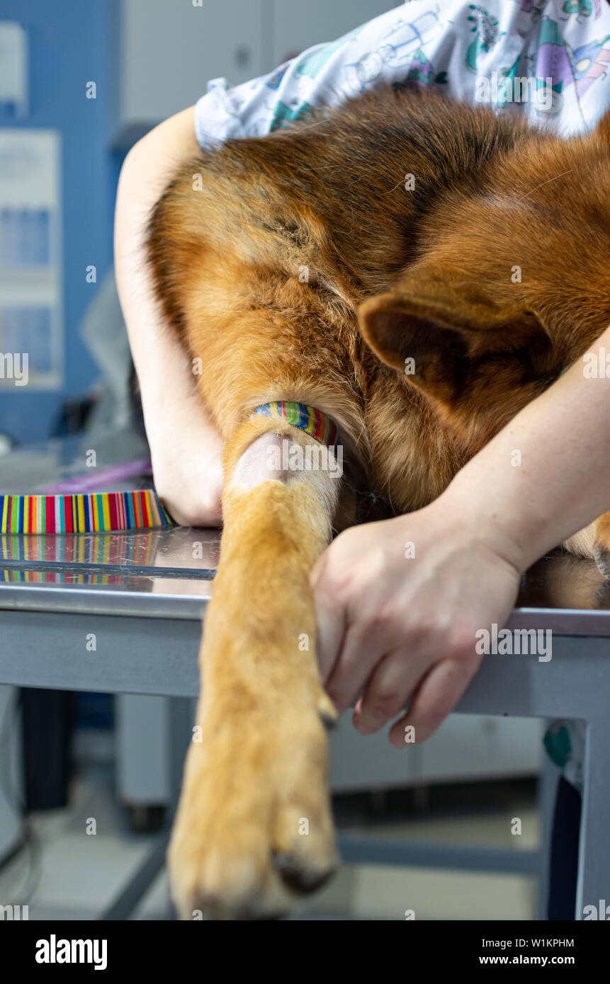 Catéter intravenoso en la vena cefálica de un perro en un preoperatorio  Fotografía de stock - Alamy