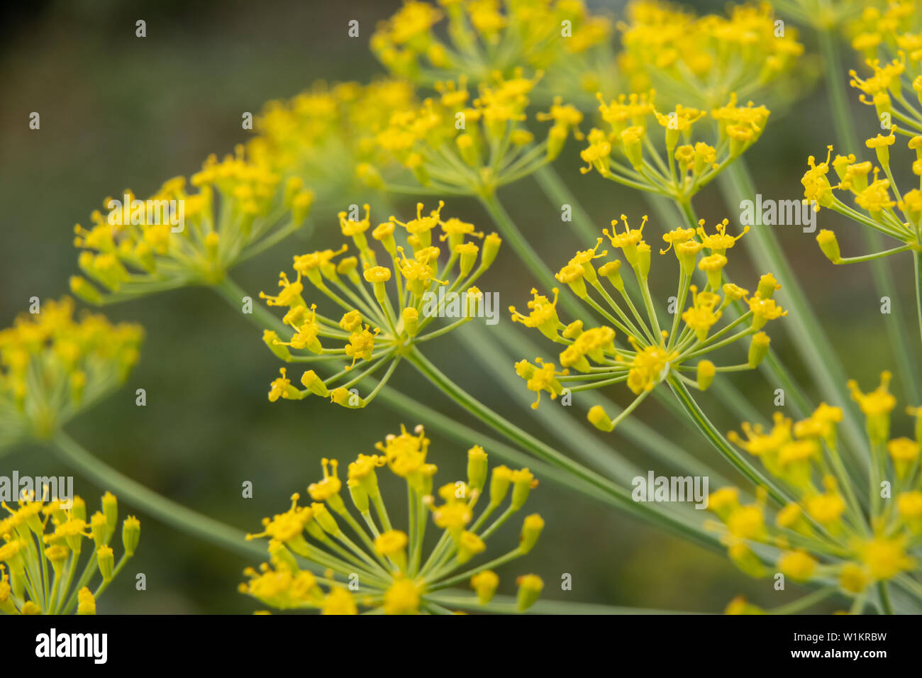 Descripción: Flores de eneldo cerca. Las inflorescencias de semillas de eneldo (Anethum graveolens). Foto de stock