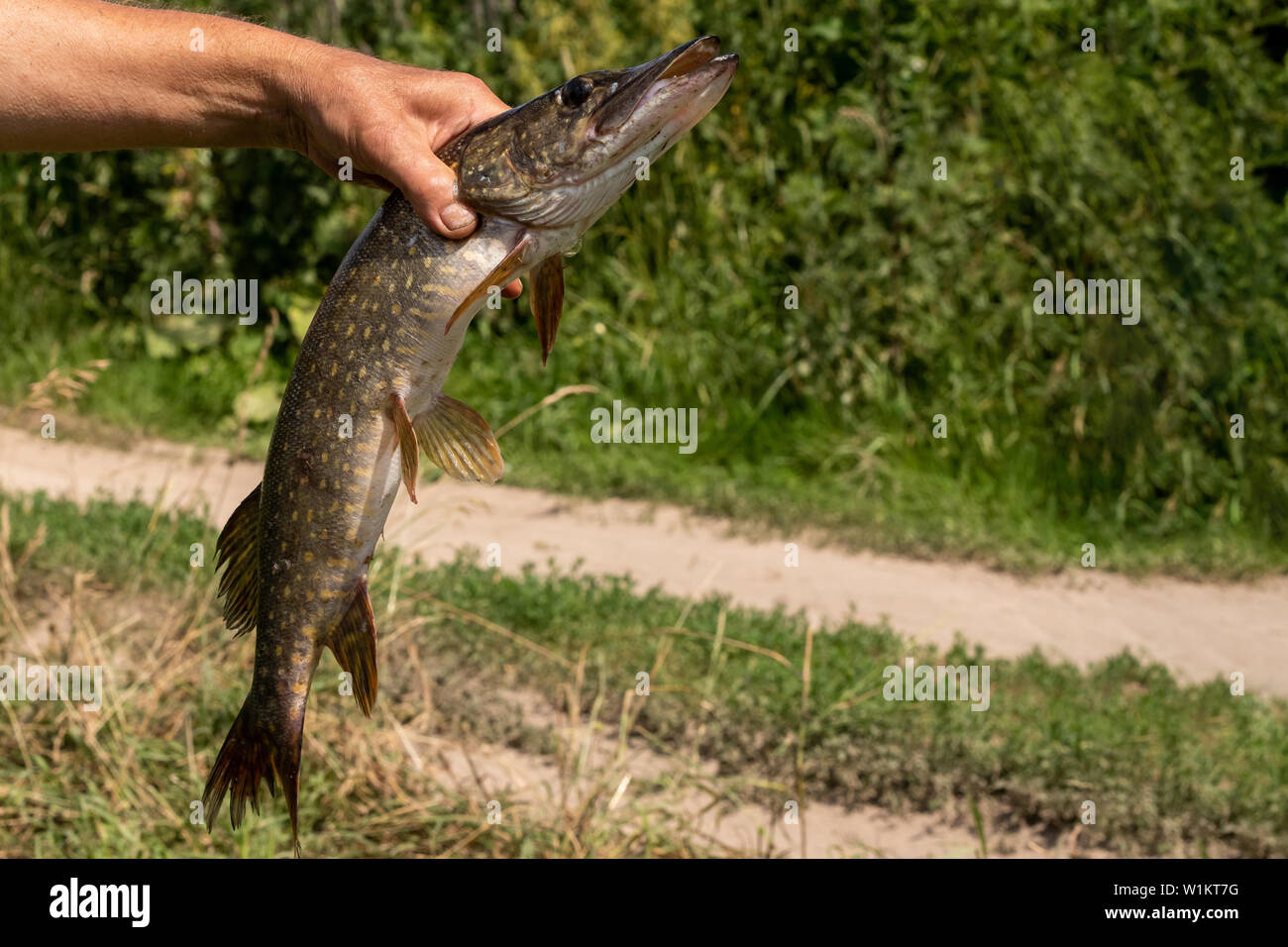 Descripción: cerca de Pike recién capturado en un gancho en la mano del pescador en el fondo del río Foto de stock