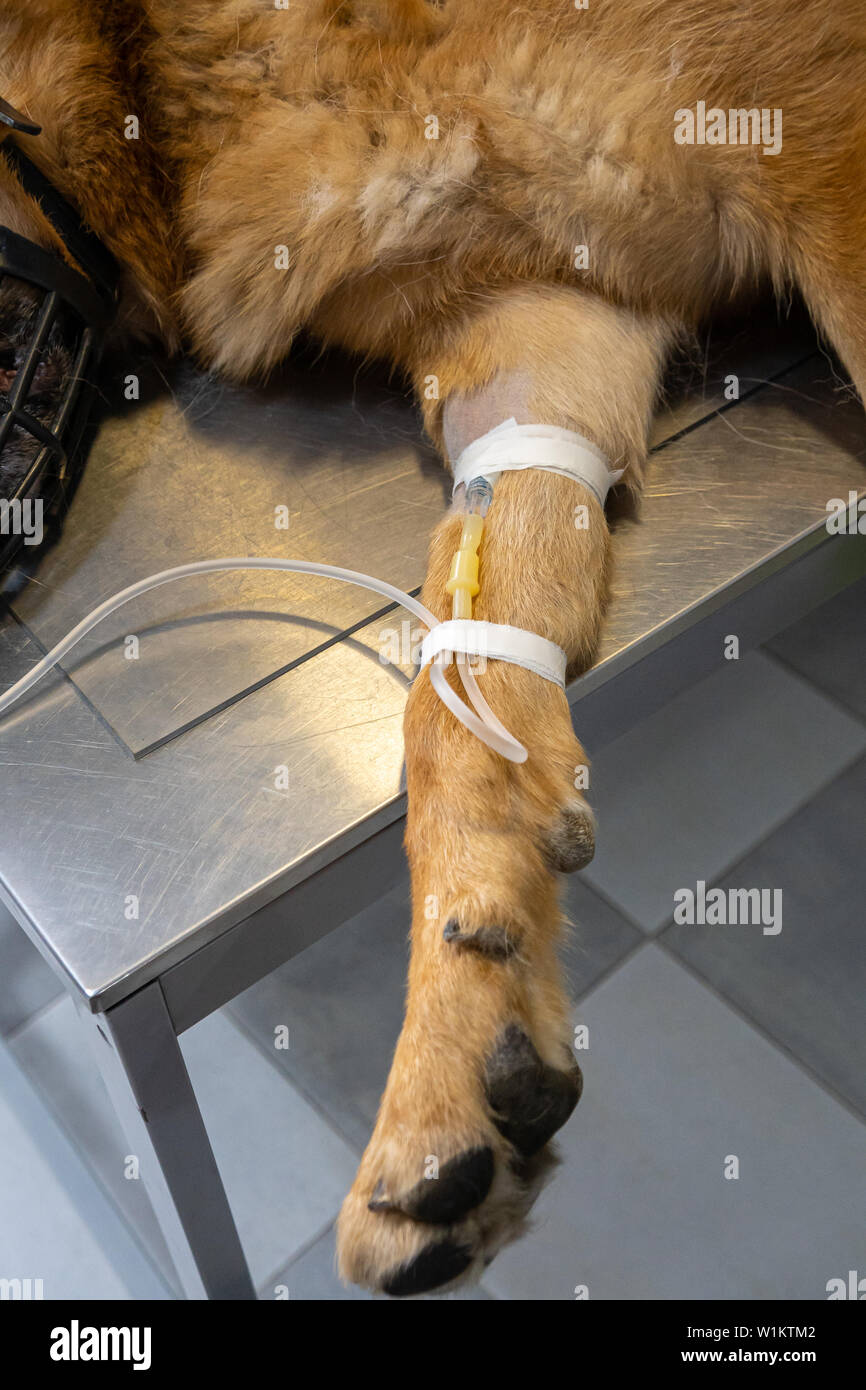 Vena cefálica perro fotografías e imágenes de alta resolución - Alamy