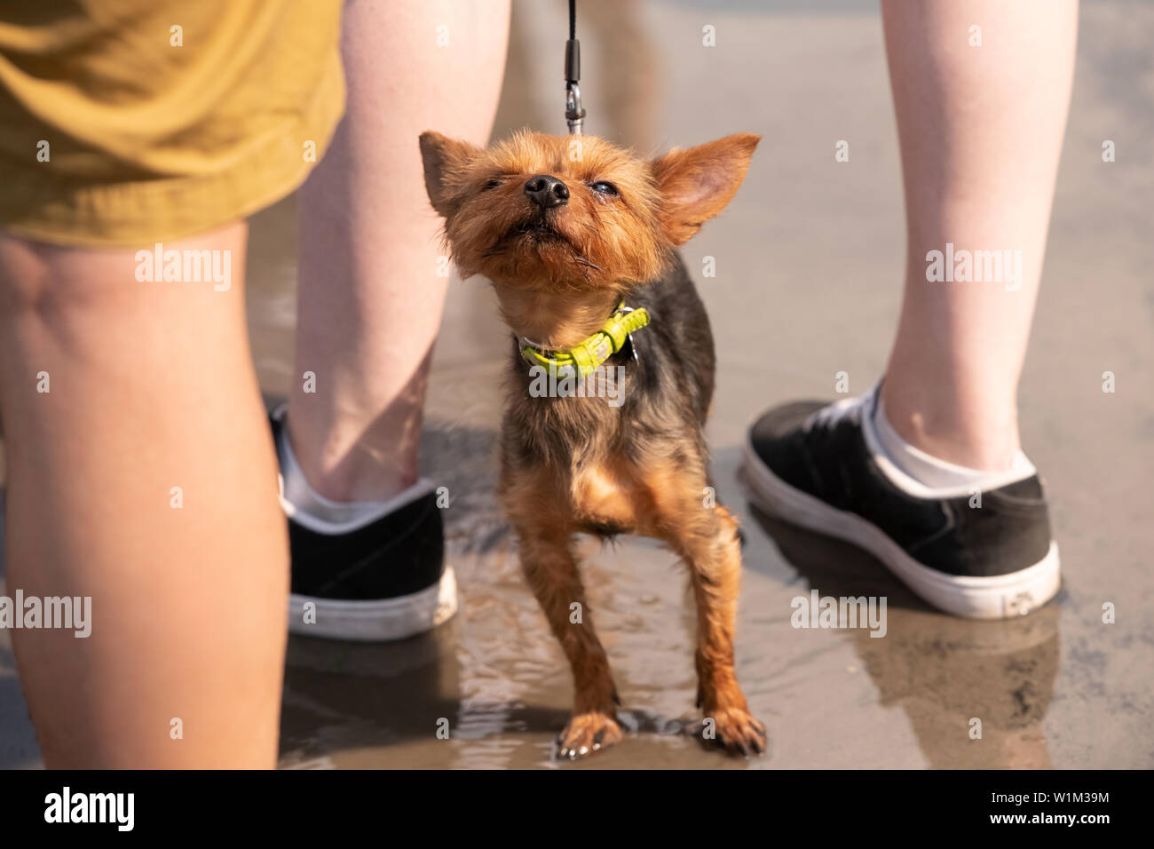 Descripción: De color blanco con rojo perro Chihuahua adulto de pie sobre la hierba verde vertical Foto de stock