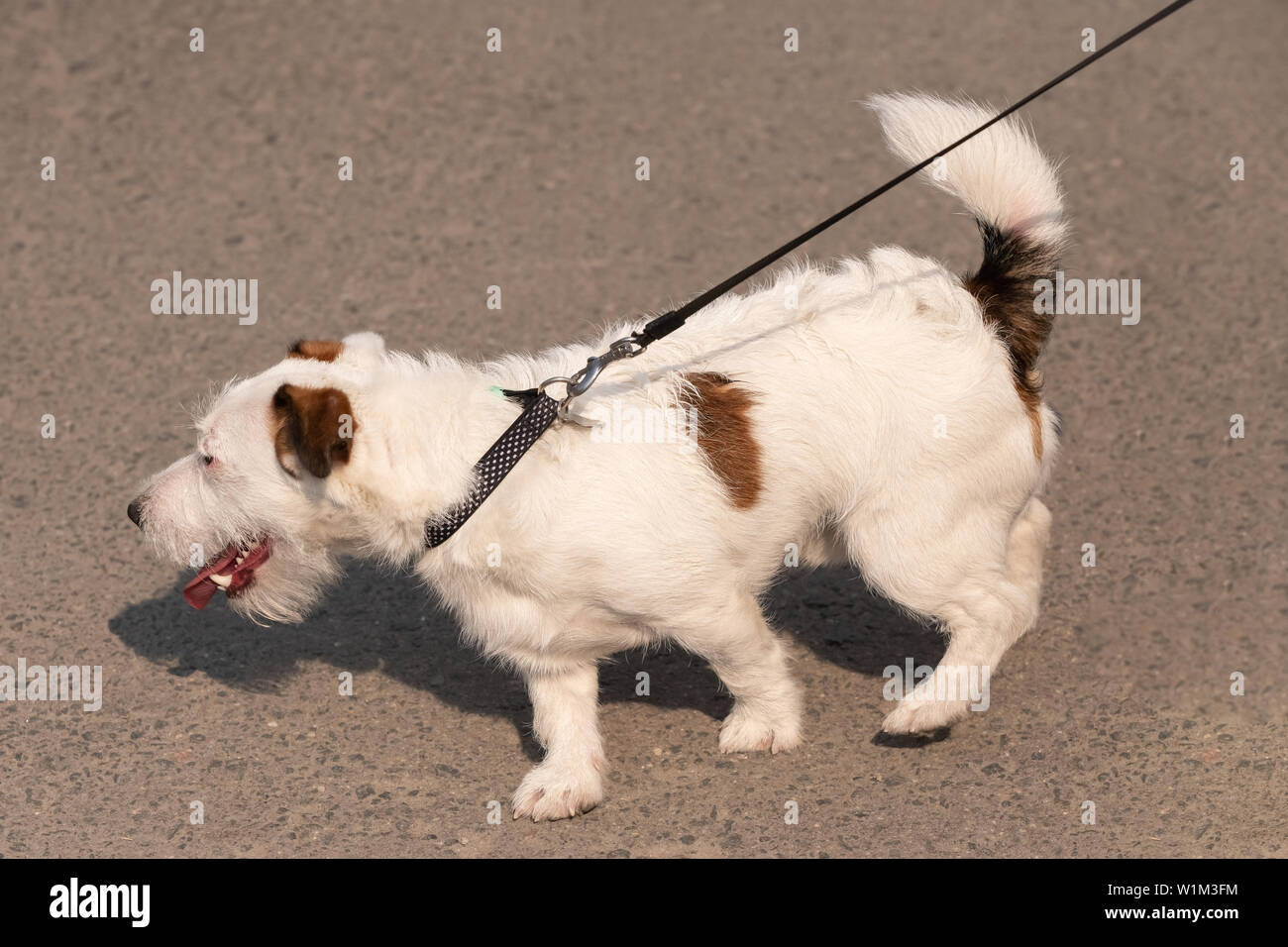 Descripción: perro obediente y larga línea de correa de formación sobre fondo verde hierba Foto de stock