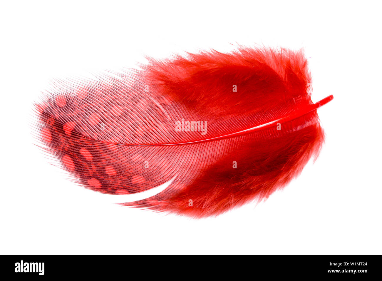 Resultado de imagen de plumas rojas  Red texture background, Red color  background, Red feather