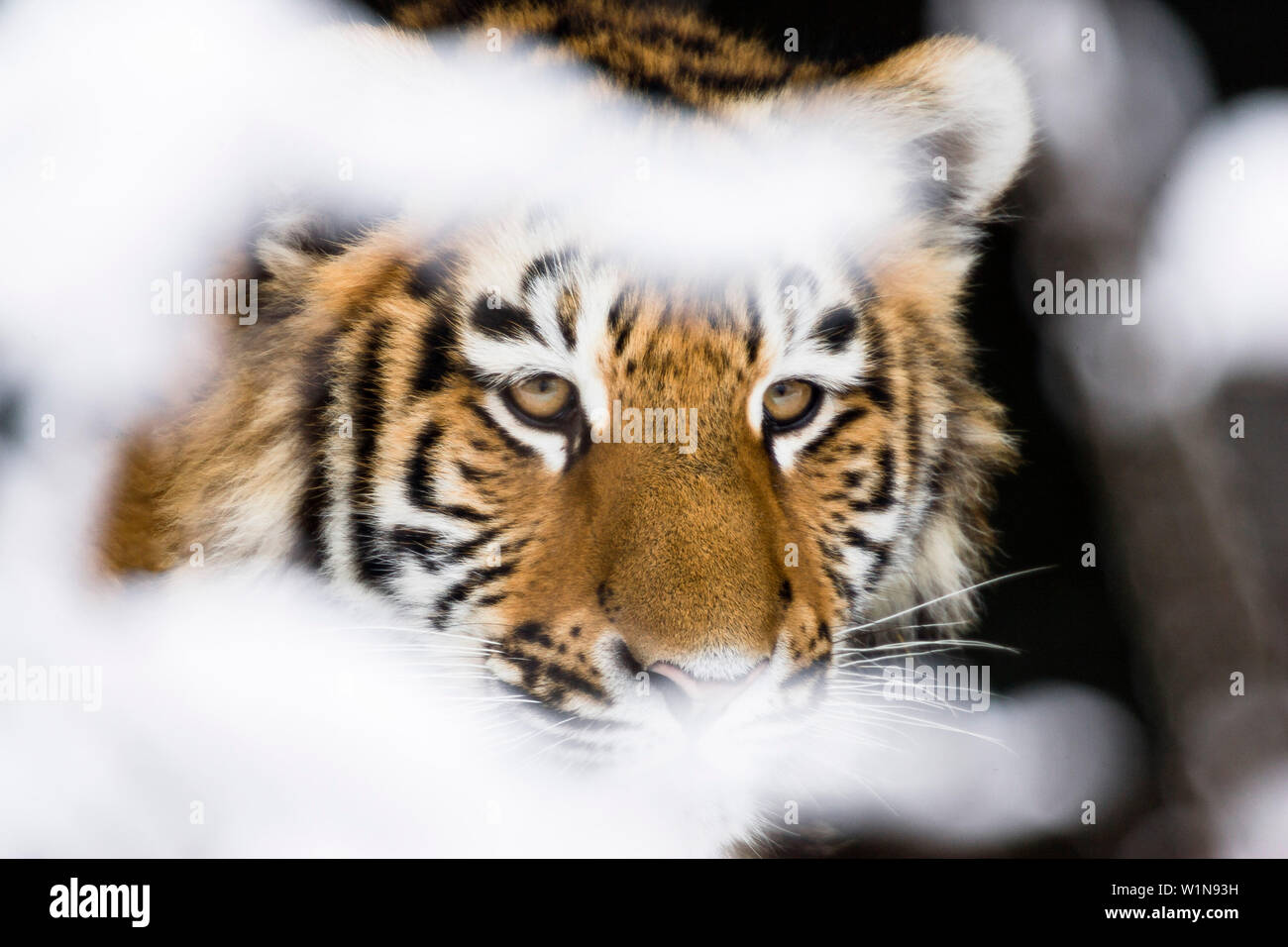 Tigre siberiano en nieve, Panthera tigris altaica, cautiva Foto de stock