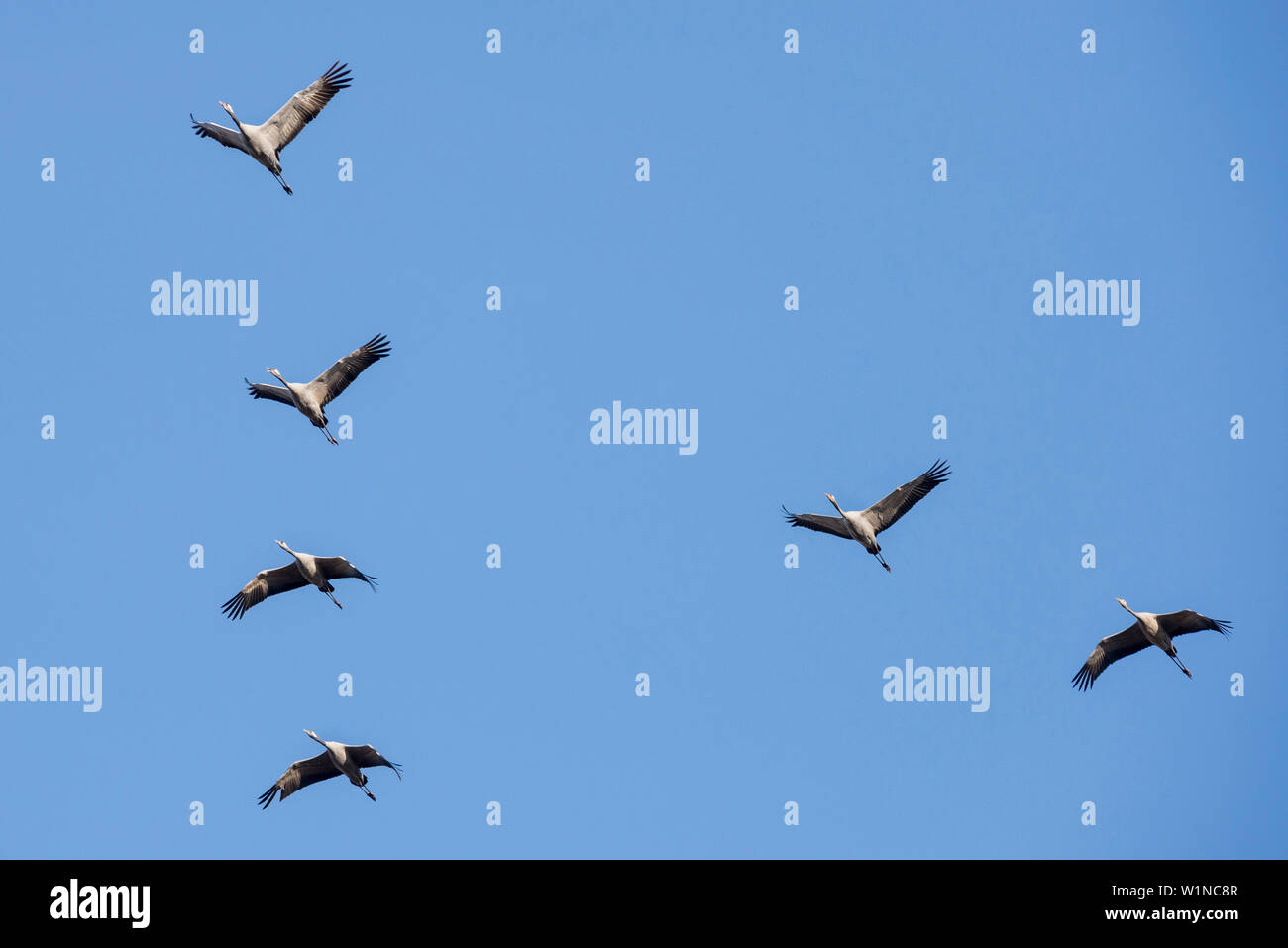 Grullas volando fotografías e imágenes de alta resolución - Alamy