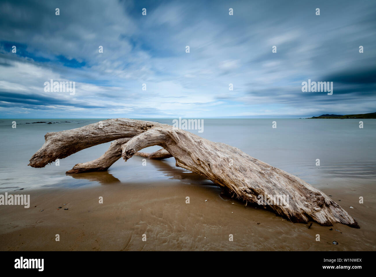 Un árbol muerto en la playa, Kaka Point, los Catlins, Isla del Sur, Nueva Zelanda Foto de stock