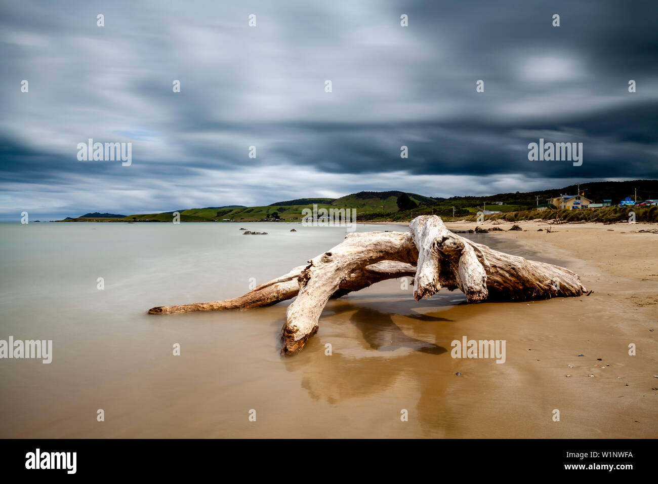 Un árbol muerto en la playa, Kaka Point, los Catlins, Isla del Sur, Nueva Zelanda Foto de stock