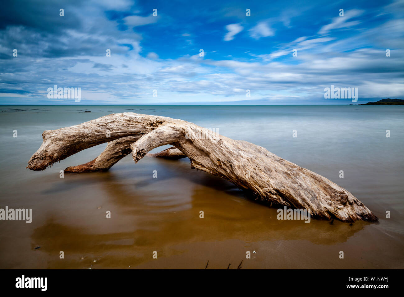 Un árbol muerto en la playa, Kaka Point, los Catlins, Isla del Sur, Nueva Zelanda Foto de stock