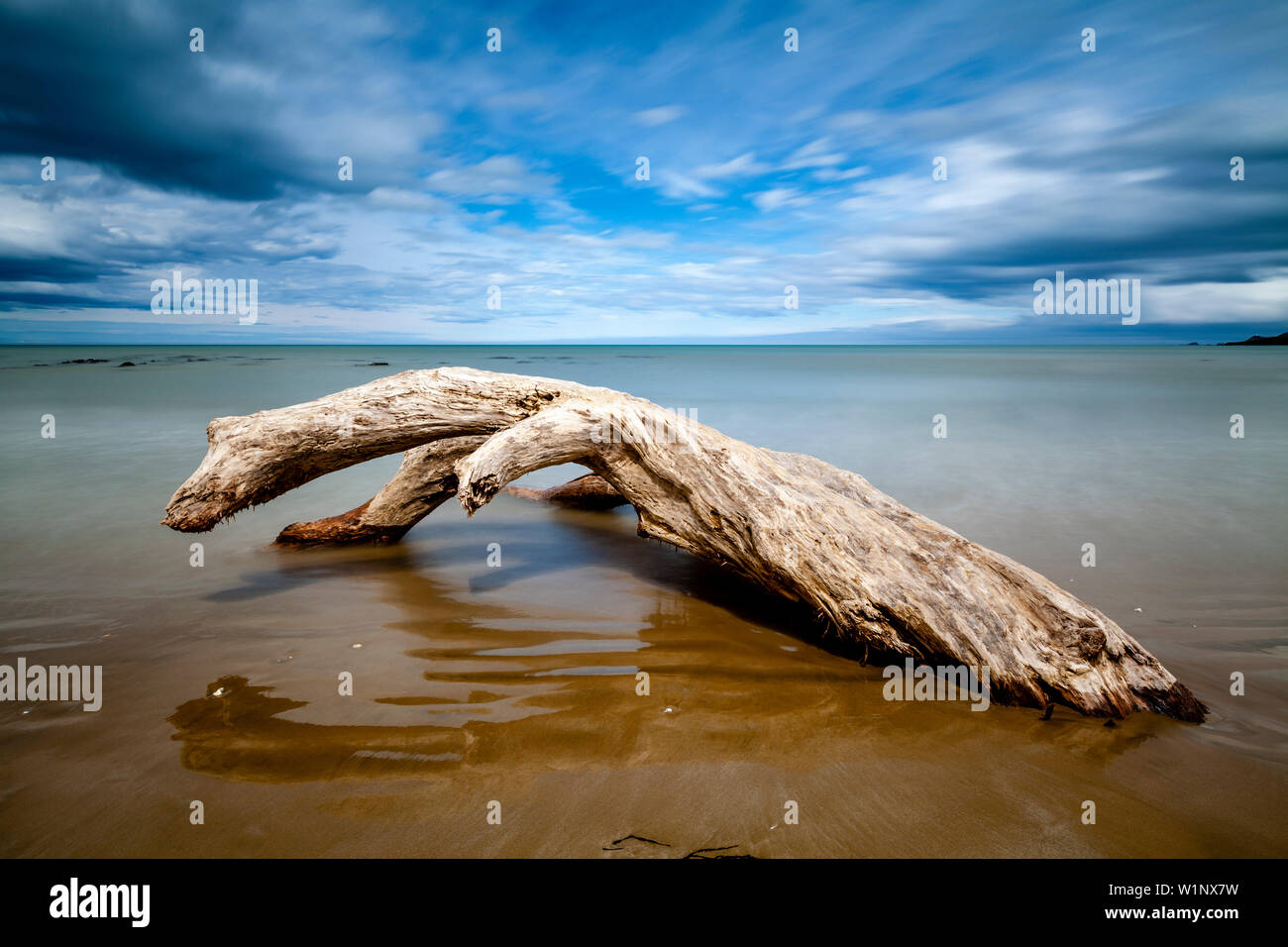 Un árbol muerto en la playa, Kaka Point, los Catlins, Isla del Sur, Nueva Zelanda Foto de stock