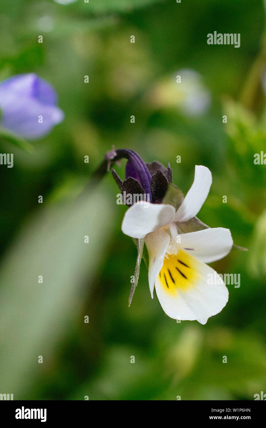 Flor de pensamiento salvaje fotografías e imágenes de alta resolución -  Alamy