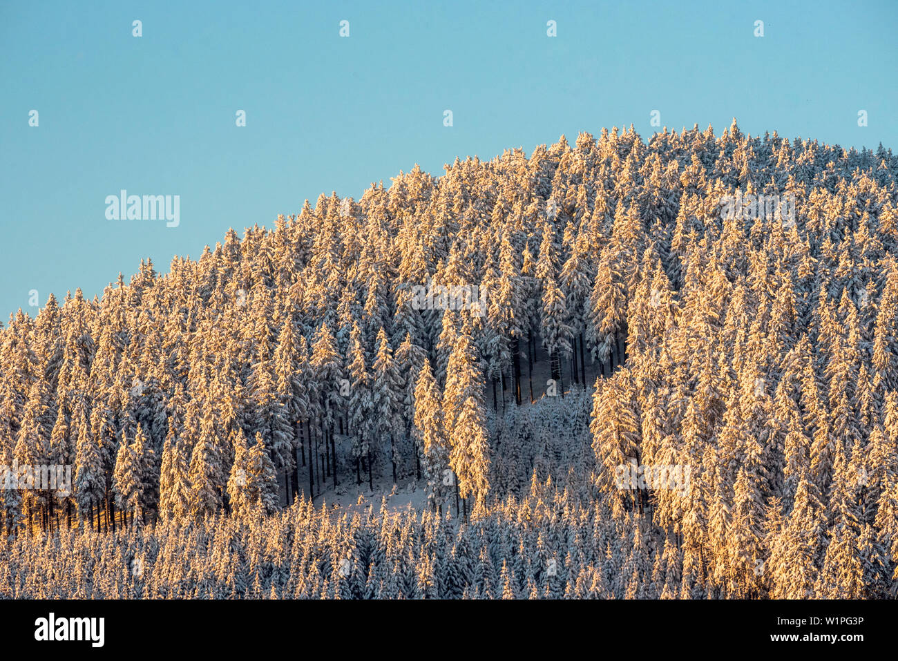 Bosque en invierno, Oberallgaeu, Allgaeu, Oberstdorf, Alemania Foto de stock