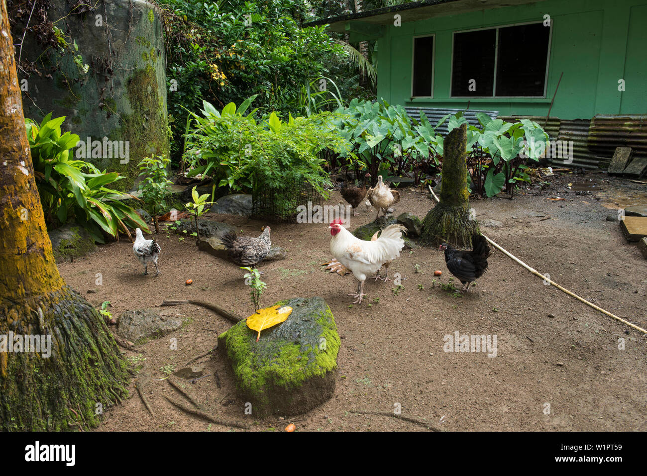 Los pollos se alimentan en el patio de una casa verde, rodeado de una exuberante vegetación, la isla de Pohnpei, Pohnpei, Estados Federados de Micronesia, Pacífico Sur Foto de stock