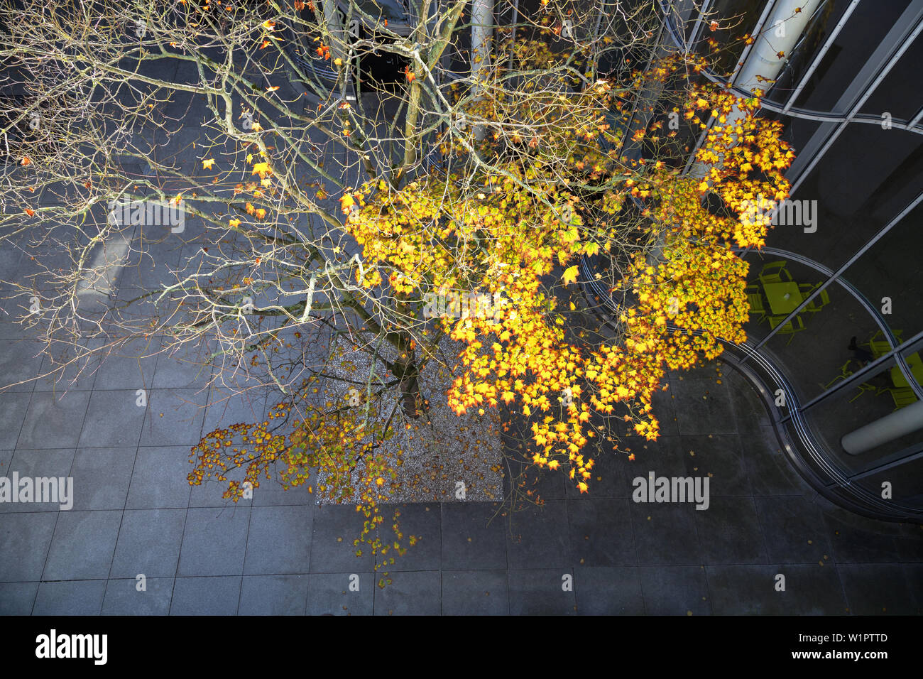 Árbol de arce de color en otoño en el Salón de Arte y Exposiciones de la República Federal de Alemania a lo largo de la milla de los museos, Bonn, Valle del Rin Medio, Nort Foto de stock