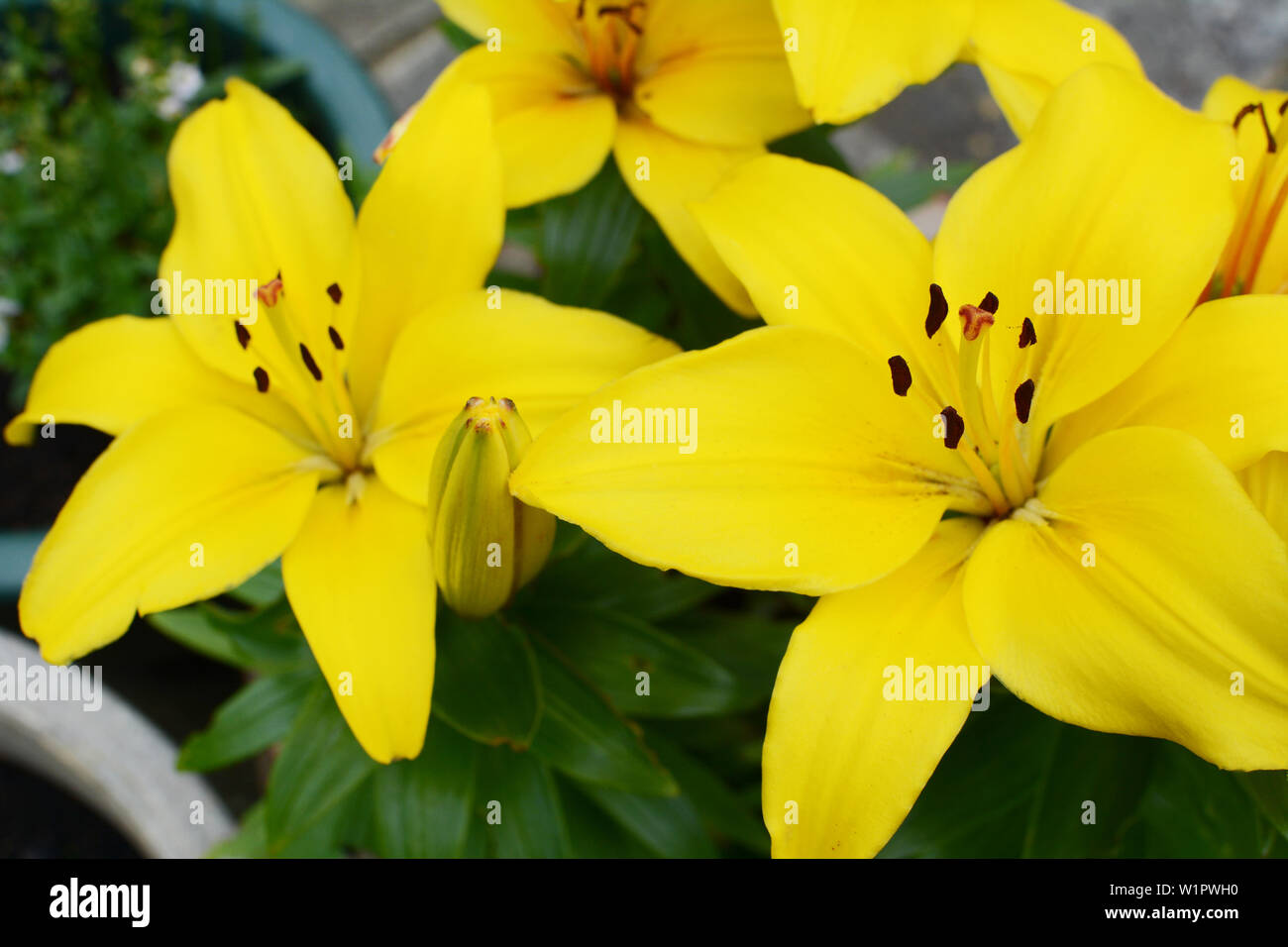 Azucena amarilla fotografías e imágenes de alta resolución - Página 9 -  Alamy
