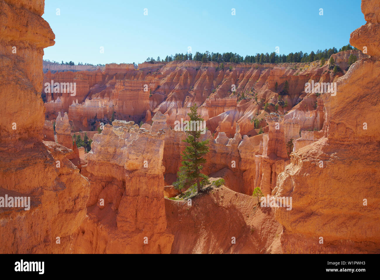 Queens Garden Trail , Bryce Anfiteatro , Bryce Canyon National Park , Utah , Estados Unidos , América Foto de stock