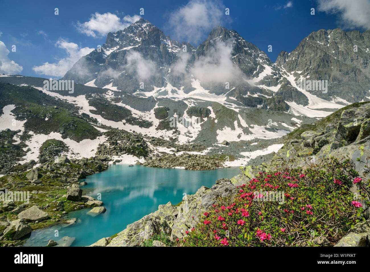 Rosas alpinas y Blue Mountain Lake con Monviso en fondo, Giro di Monviso, Monte Viso, Monviso, Cottian Alpes, Piamonte, Italia Foto de stock