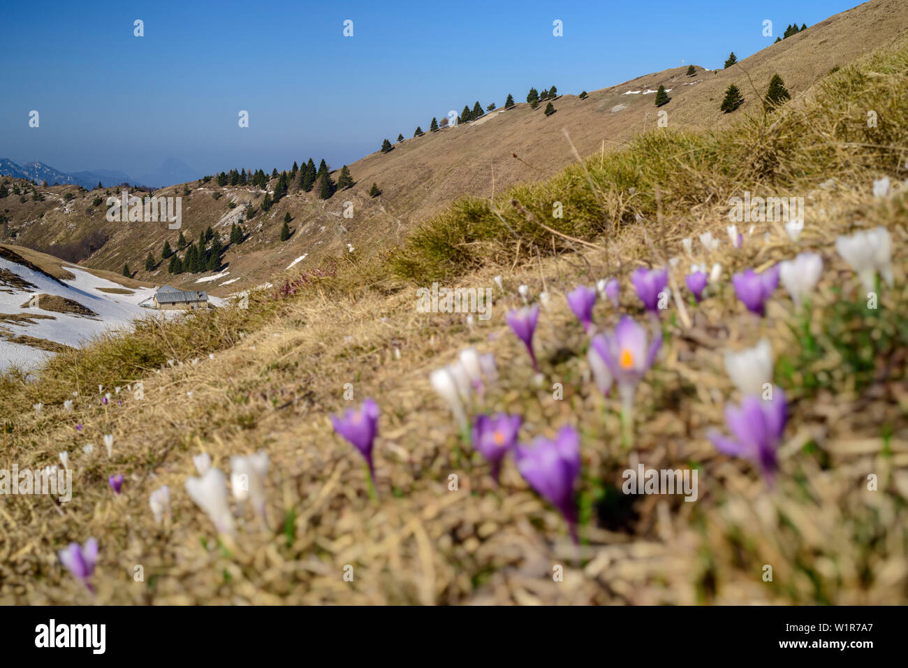 Crocus en flor a prados alpinos, Monte Caret, Lago de Garda, Montañas, Garda Trentino, Italia Foto de stock