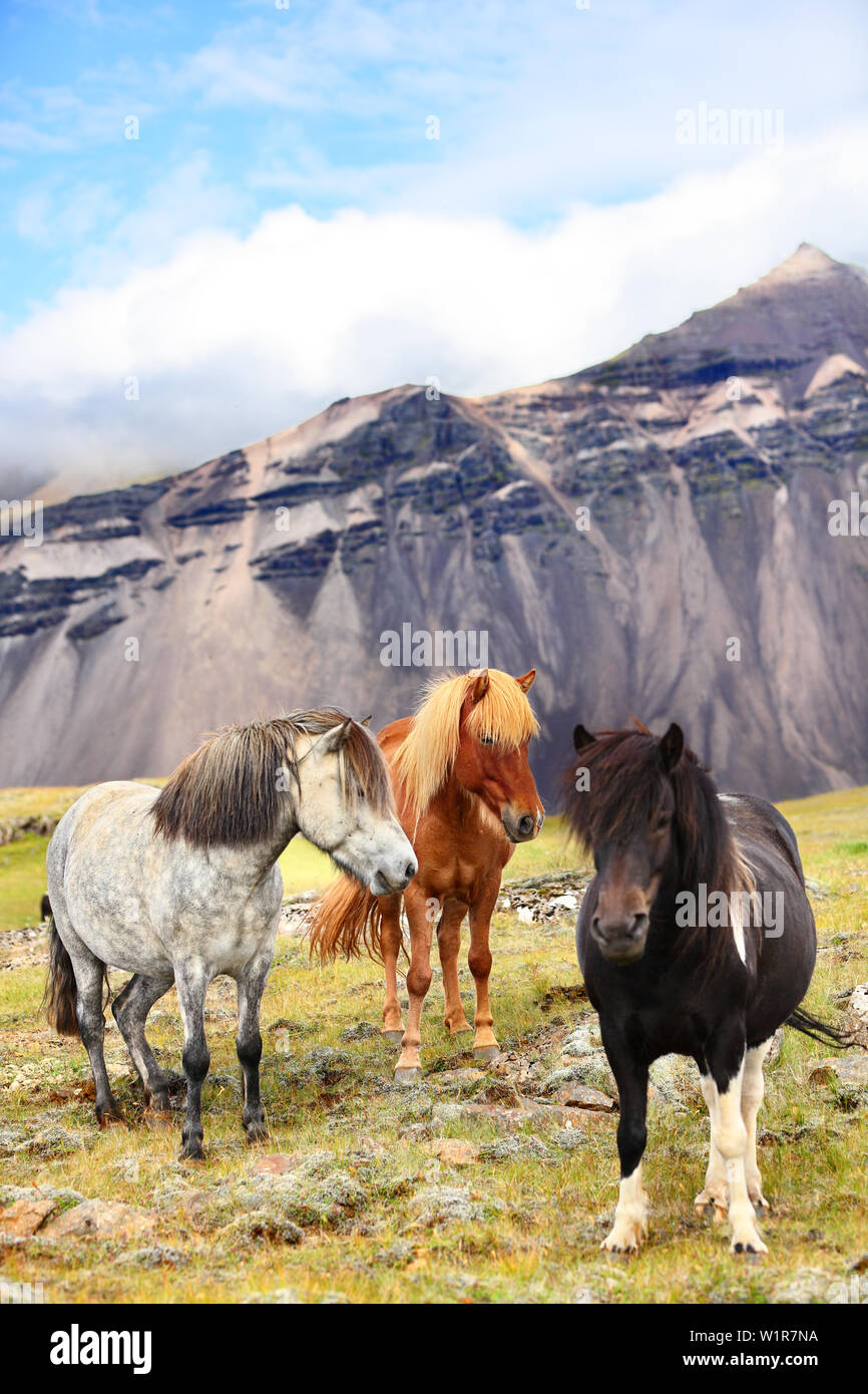 Caballo islandés fotografías e imágenes de alta resolución - Alamy