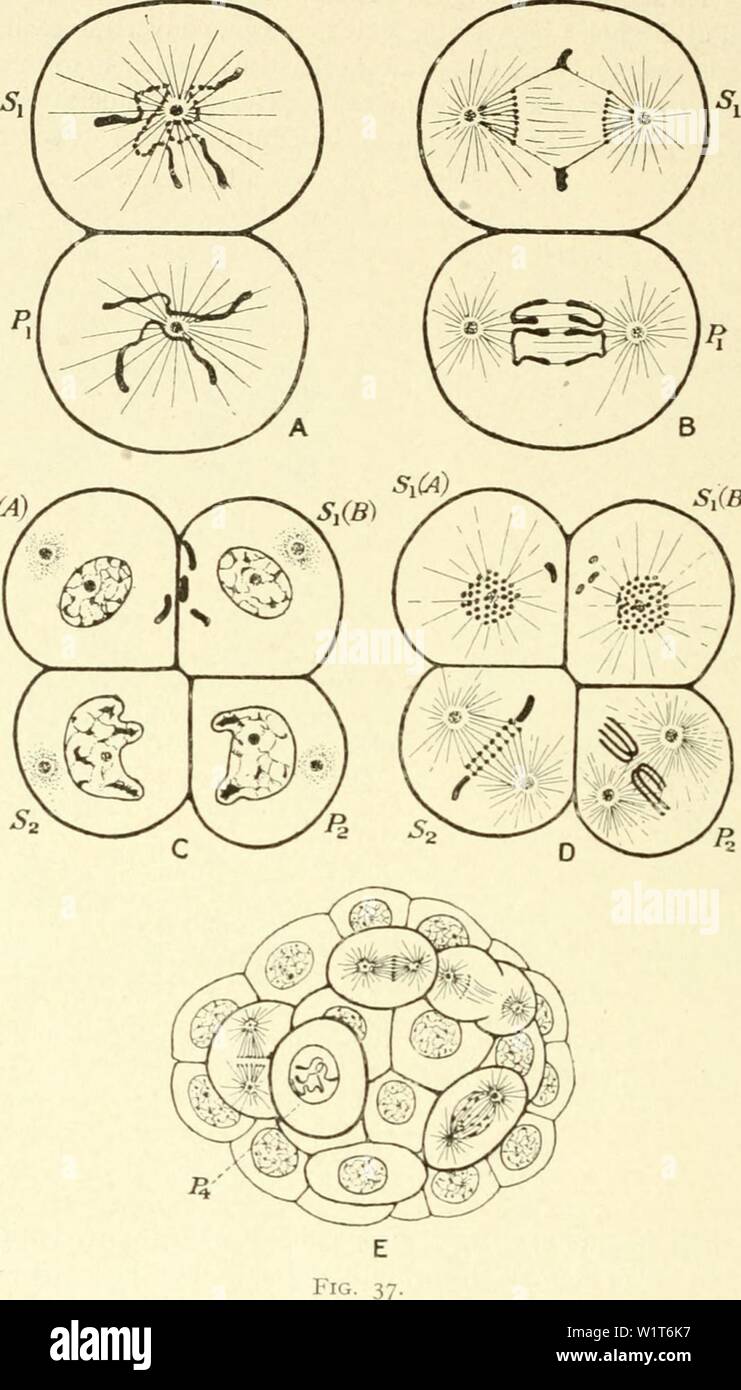 Imagen de archivo de la página 95 de la citología, con especial referencia a. La citología, con especial referencia al núcleo metazoan cytologywithspec00agaruoft Año: 1920 8o citología cap. Pero cuando los núcleos de la etapa de 2 celdas se están preparando para la próxima S(A),(B) la diferenciación del genu-track en Ascaris megalocephala unwcUens. (Después, Bovexi Fest. f. Células de Kupffer, 1899, y Ergebnitse. 1004), 2-ceU escenario. Disminución que está teniendo lugar en la celda si, cromosomas intactos en P|. B, paso de las 2 celdas en la etapa de 4 células. En S, numerosos pequeños cromosomas formados por la frag- cación de los dos Foto de stock