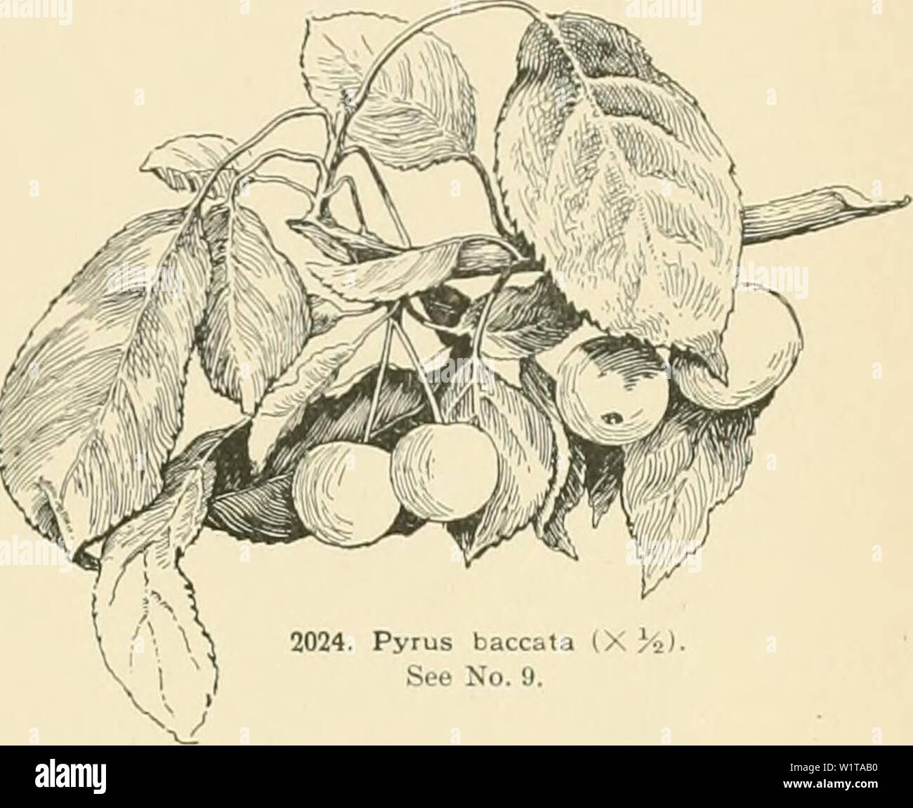 Imagen de archivo de la página 458 de la Cyclopedia of American horticultura, compuesto. Cyclopedia of American horticultura, compuesto de sugerencias para el cultivo de plantas hortícolas, las descripciones de las especies de frutas, hortalizas, flores y plantas ornamentales se venden en los Estados Unidos y Canadá, junto con geográfico y los Esbozos Biográficos cyclopediaofam03fianza Año: 1900 Ki n arilo lia sahcifbha Pall â )iit,er I esarc UM..11J 1 1) uul moie mosth ob 11 o menos pjntoim il t )f P 6 Id Sit unci el 1 1 1 luous bcedlings de hari Ij tfotbcd leats de /â 11 trei volviendo''0 pies de altura e nam Foto de stock