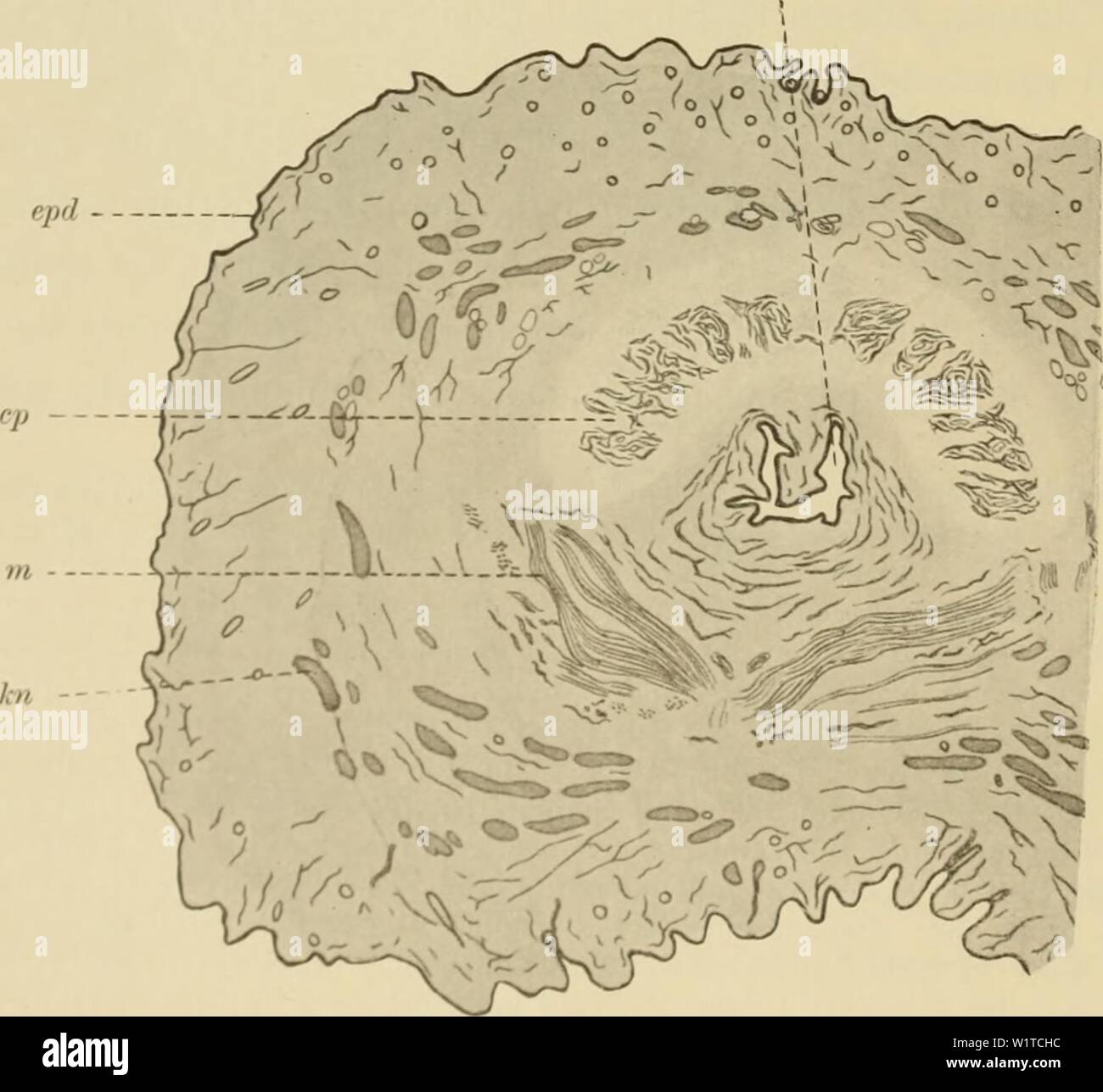 Cuerpos Cavernosos Fotos e Imágenes de stock Alamy