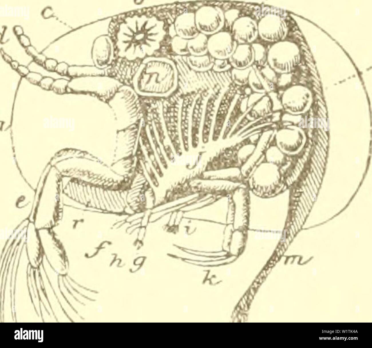 Imagen de archivo de la página 490 de la das Süsswasser-Aquarium Geschichte, Flora. Das Süsswasser-ACUARIO : Flora, Fauna Geschichte und des Süsswasser-Acuarios, Sena Anlage und Pflege dasssswasseraq00Baden Año: 1898 â 463 hombre nur bie üf dólares)u)örner tfigur (204) c, ba§ 2b, luge ba§ erfte g-d, ba ufjpaar§ groeite $ufjpaar e unb ben tuang Âd)f. Bie Âdjale SBirb entfernt, fo geigt fid) ba§ Sier memorístico bargeftetlt igur en $205. Âer SJhtnb liegt un ber 23AUD)feite unb beftetjt subsecuente§ JusÂ"? Einer groÃen gufammengebrücftett Sippe r, au§ IXjÃh einem s$aar groÃer, gegatmter, mit einem brei= gtiebrige Foto de stock