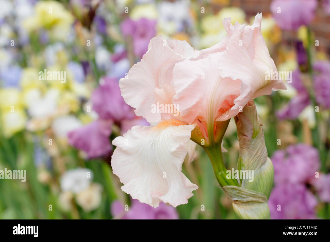 Iris barbado herwood Tall 'Pink' florece en un jardín de frontera - Mayo Foto de stock