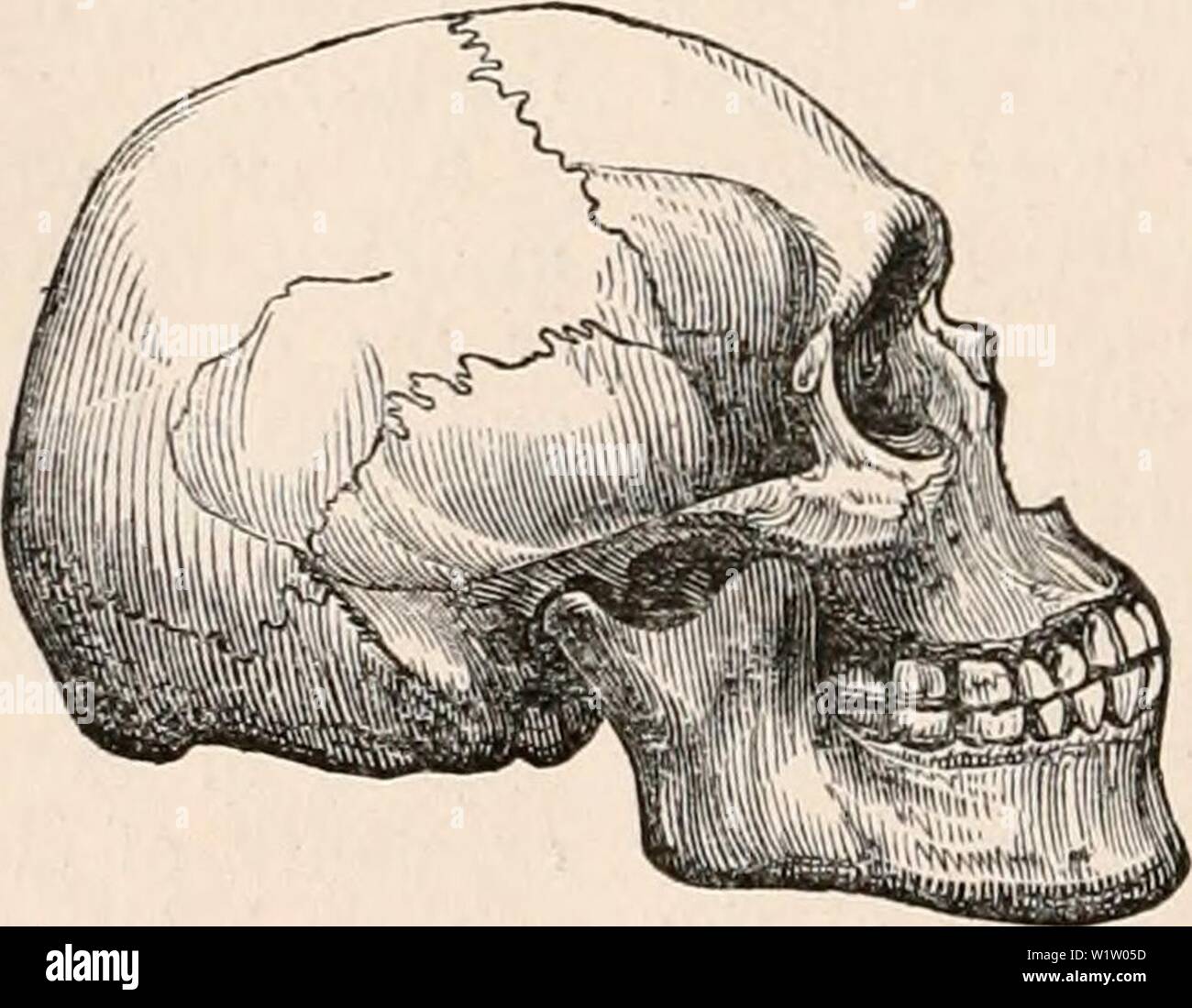 Imagen de archivo de la página 535 de la cyclopaedia de anatomía y. La cyclopaedia de anatomía y fisiología cyclopdiaofana0402todd Año: 1849 Foto de stock