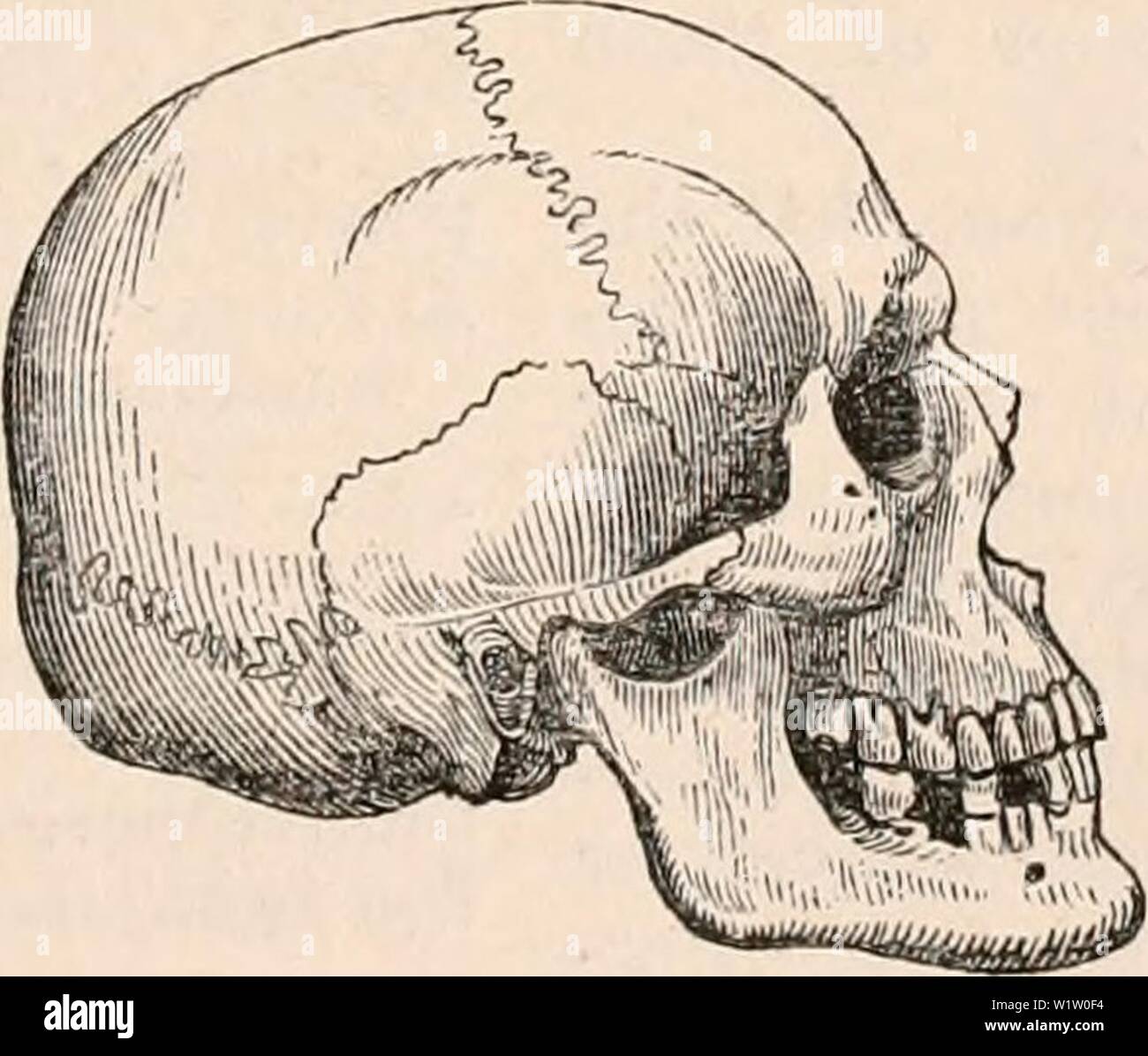 Imagen de archivo de la página 538 de la cyclopaedia de anatomía y. La cyclopaedia de anatomía y fisiología cyclopdiaofana0402todd Año: 1849 Foto de stock