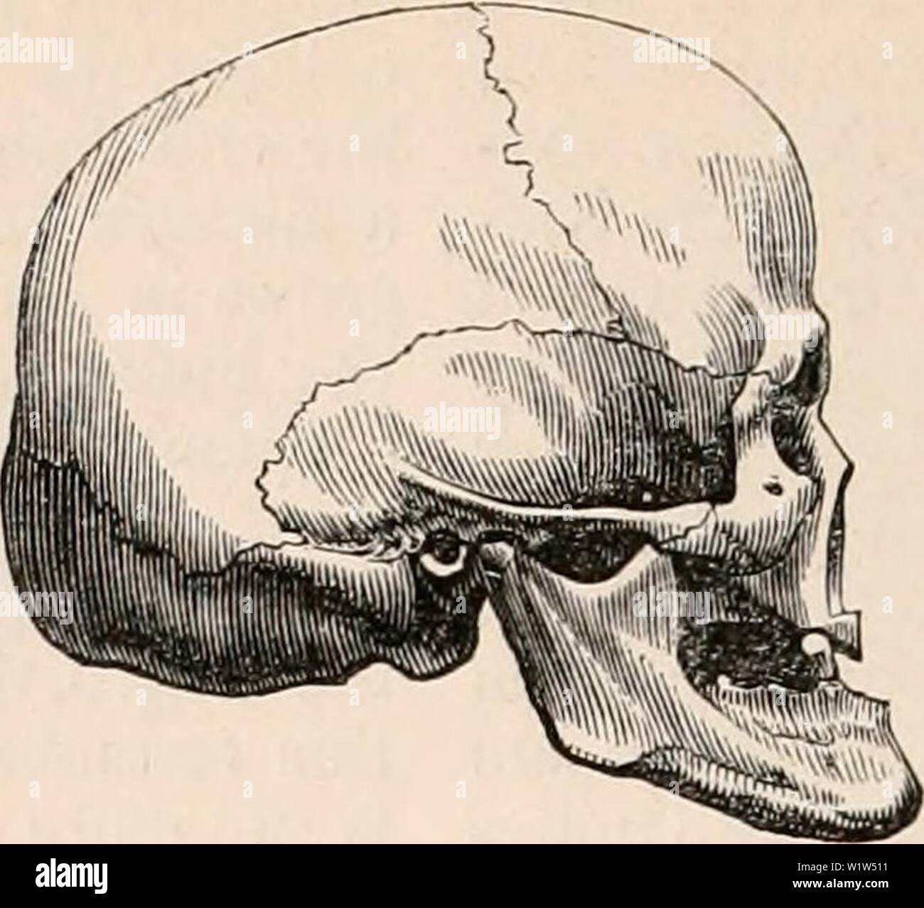 Imagen de archivo de la página 571 de la cyclopaedia de anatomía y. La cyclopaedia de anatomía y fisiología cyclopdiaofana0402todd Año: 1849 Foto de stock
