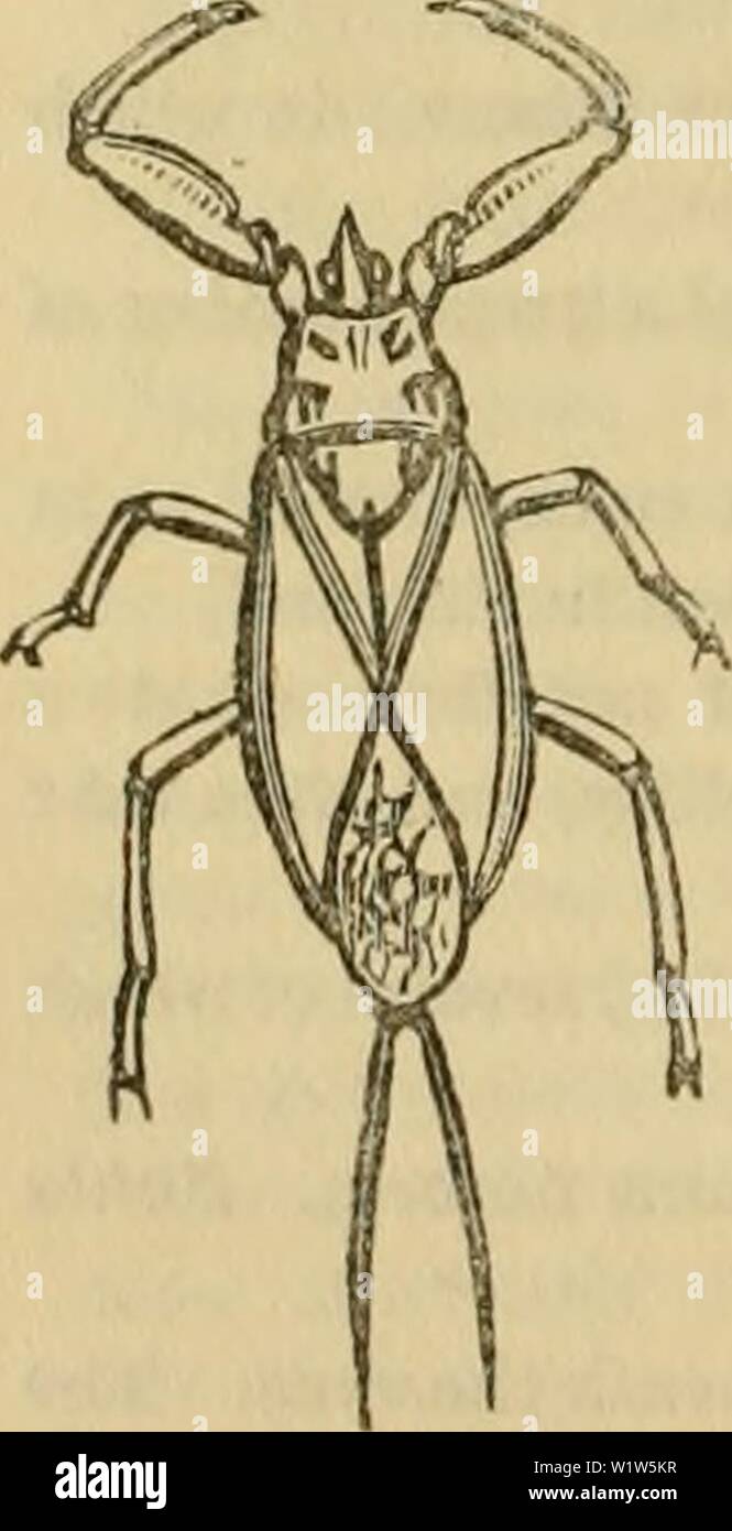 Imagen De Archivo De La Pagina 577 De Cuvier S Animal Kingdom Arreglada Cuvier S Animal Kingdom Ordenados Segun Su Organizacion Cuviersanimalkin00cuvi Ano 1840 566 Insecta Aparte De La Anterior Y Dos Veces