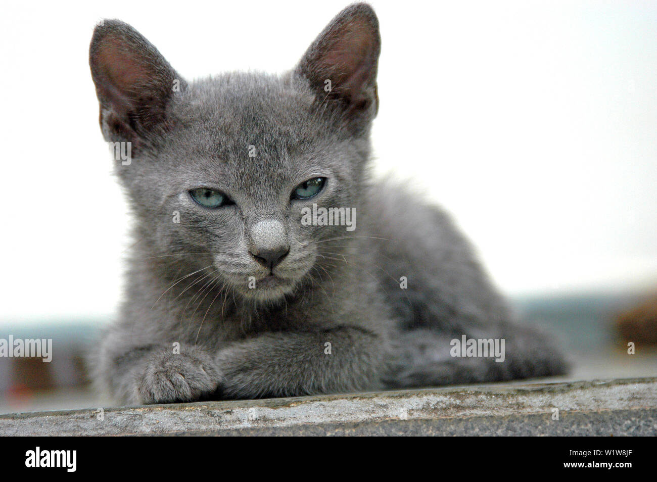Lindo gatito con ojos azules y piel gris sentado y viendo (Mirando) a la cámara (Pet Puppy Cat). Foto de stock