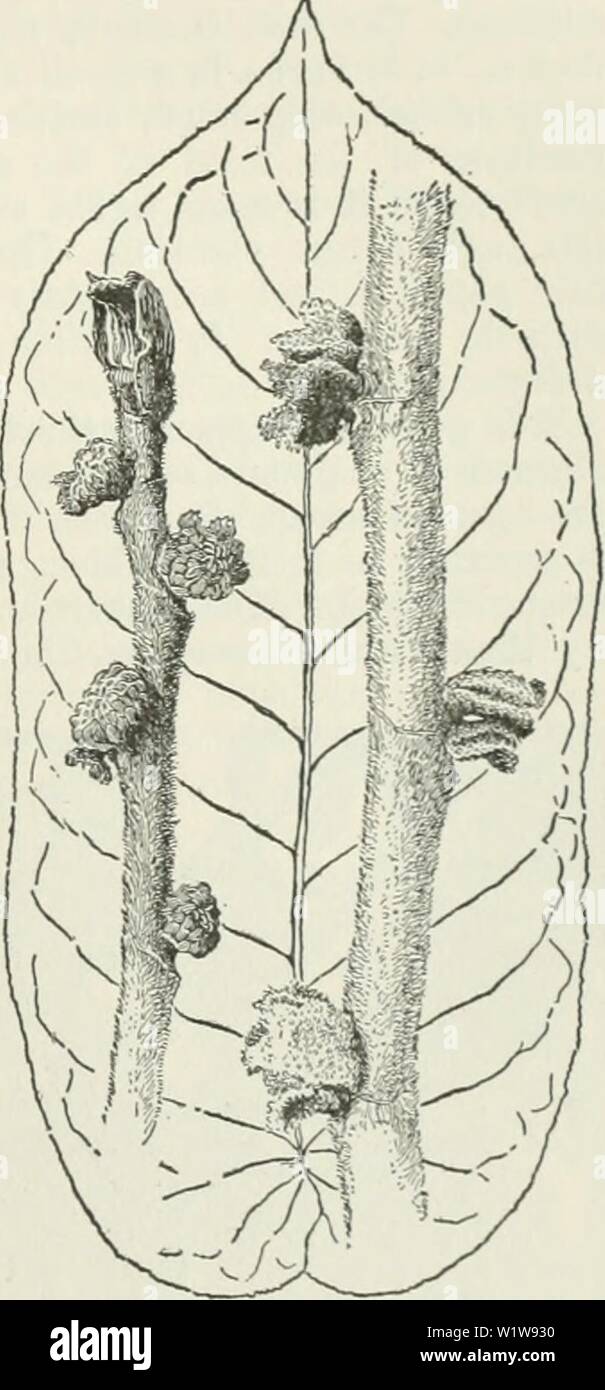 Imagen de archivo de la página 620 de la Cyclopedia de cultivos agrícolas Foto de stock