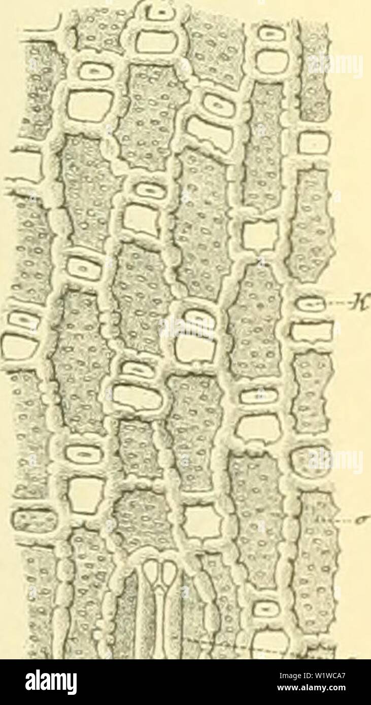 Imagen de archivo de la página 692 de Denkschriften der Kaiserlichen Akademie der. Denkschriften der Kaiserlichen Akademie der Wissenschaften, Mathematisch-Naturwissenschaftliche Classe denkschriftender72kais Año: 1902 Utifersnchnng asiatischer Papiere. 593 charakteristische Grundgewebselementc des Stammes von Rambus etc. NatÃ¼rlich muss bei der Erzeugung von Papier das Bestreben vorhanden sein, die Bastfaser mÃ¶glichst von den anderen Bestandtheilen des Bambushalmes zu befreien; es vollstÃ¤ndig zu Thun, aber ist ein Ding der UnmÃ¶glichkeit. Immer bleiben in der Papiermasse als Nebenbestandtheile un Foto de stock