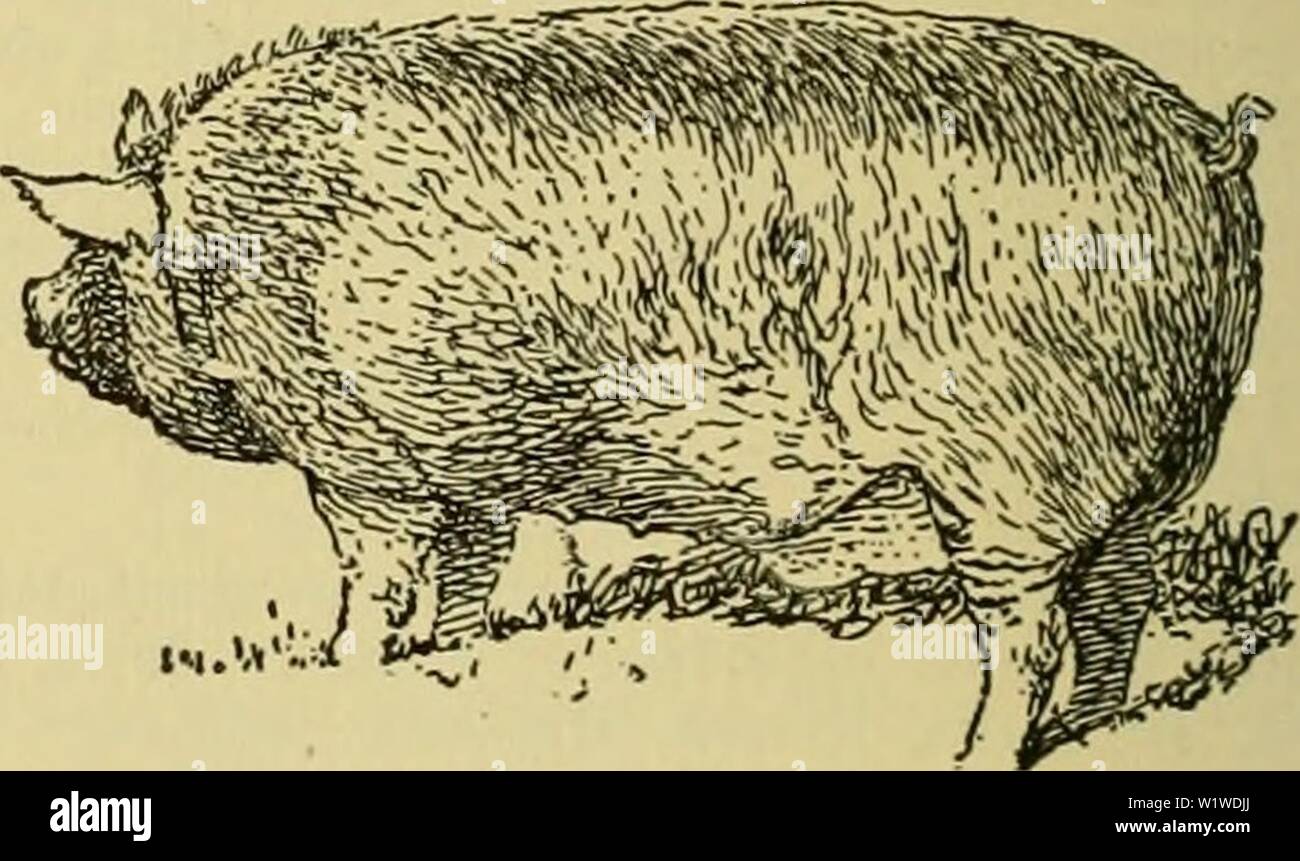 Imagen de archivo de la página 737 de la Cyclopedia de animales de granja (1922). Foto de stock